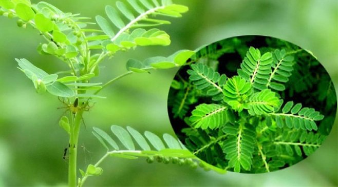 A Review of the Phytochemistry and Pharmacology of Phyllanthus urinaria L.