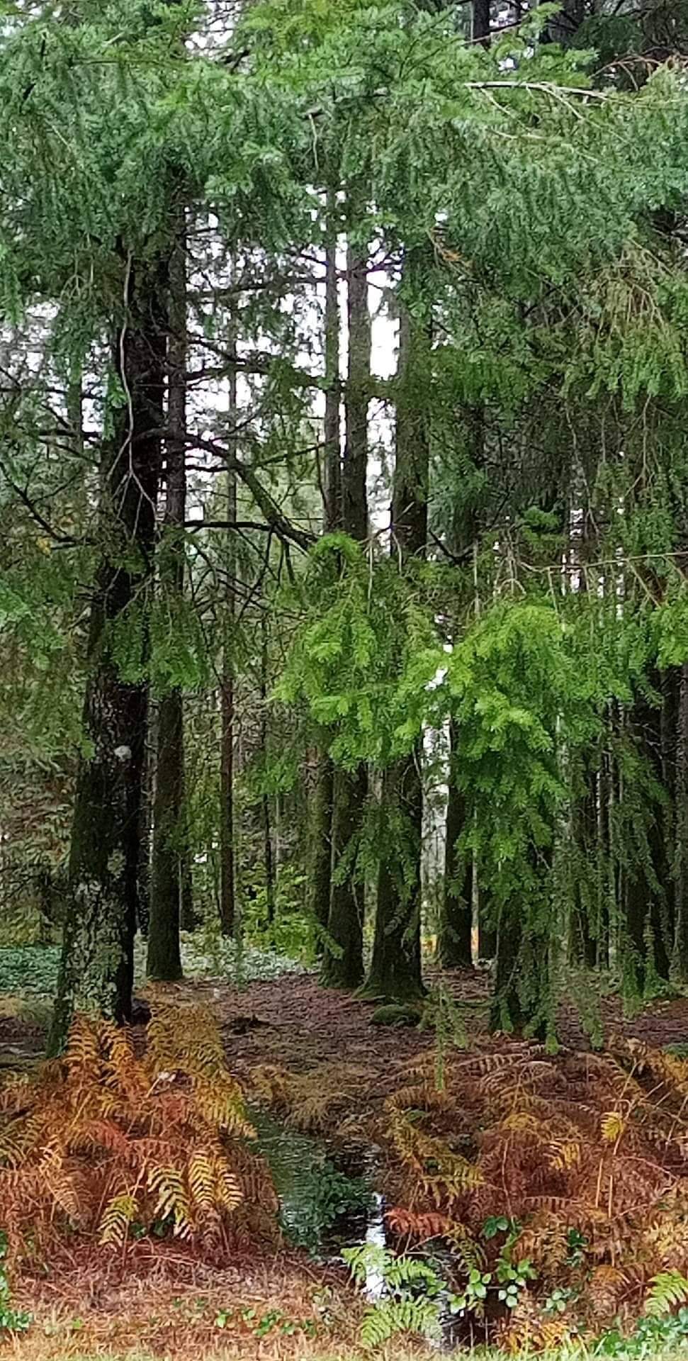 Locais mágicos na Serra do Caramulo