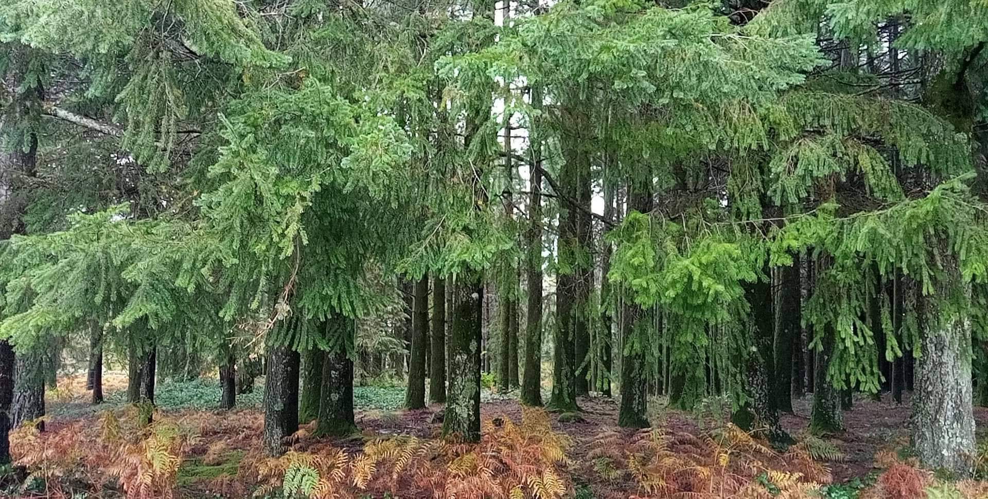 Locais mágicos na Serra do Caramulo.