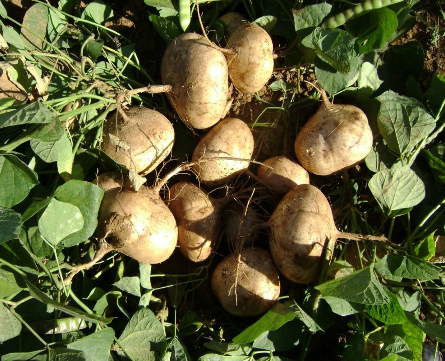 JÍCAMA AGRÍCOLA EL CAUDILLO