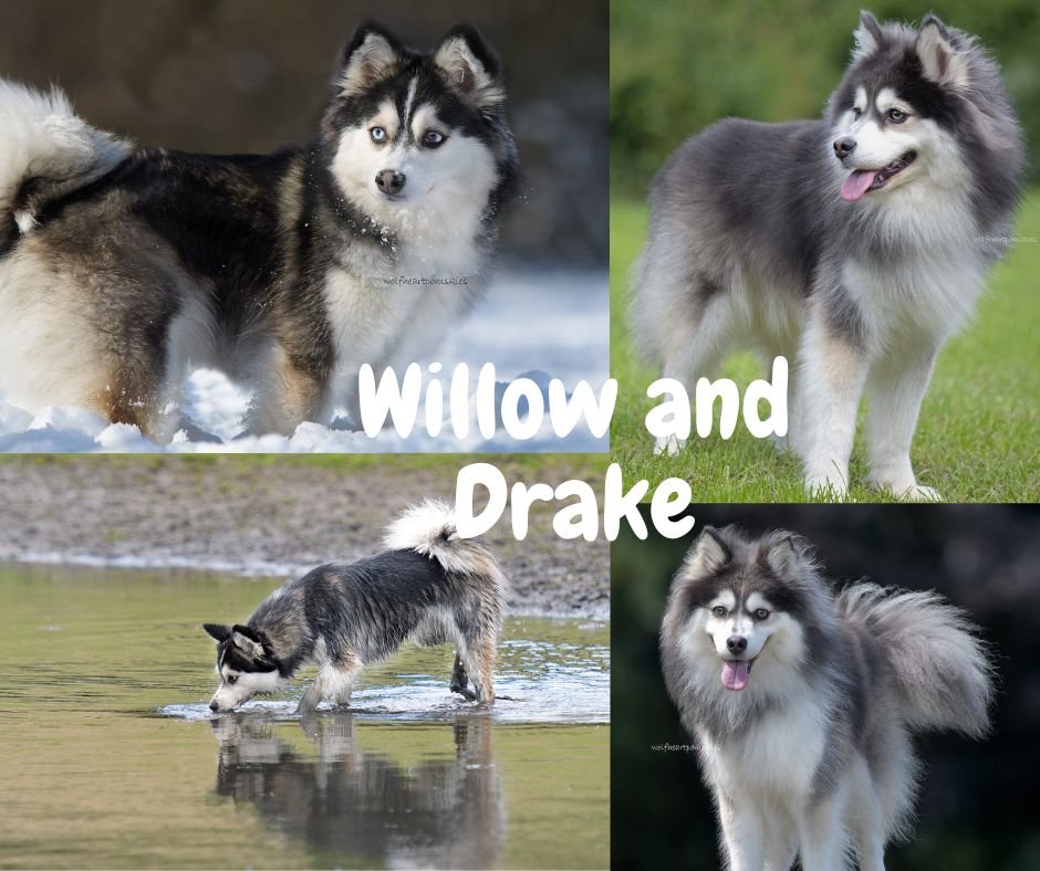 Willow and Drake, puppies born on the 1st of June 2024
