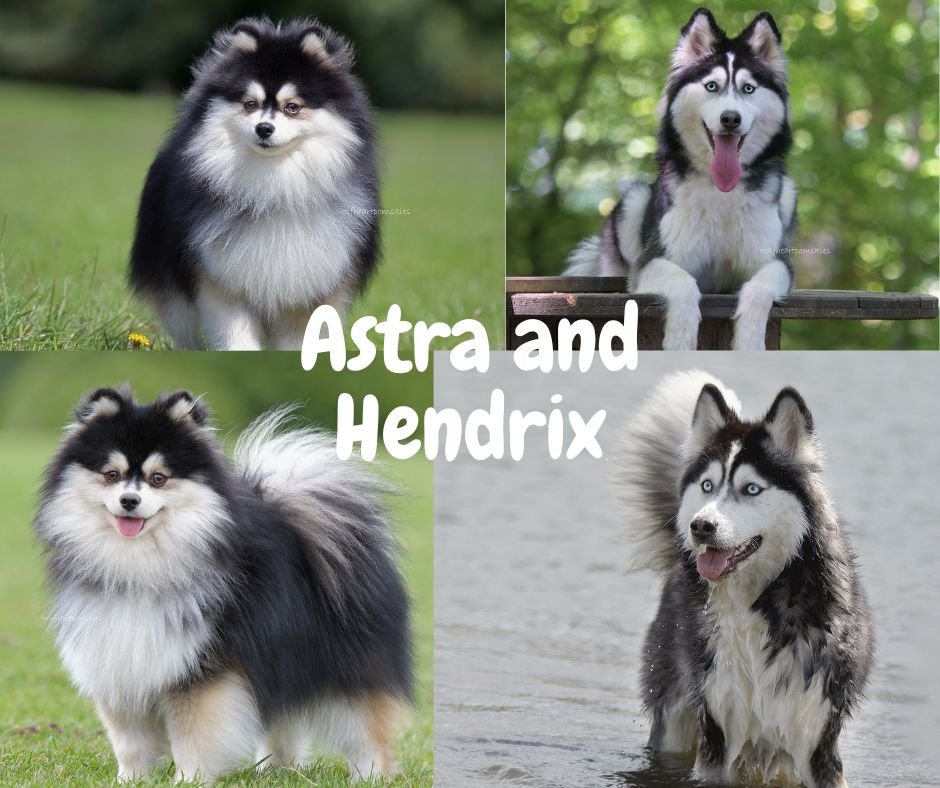 Astra and Hendrix, Autumn/Winter 2024