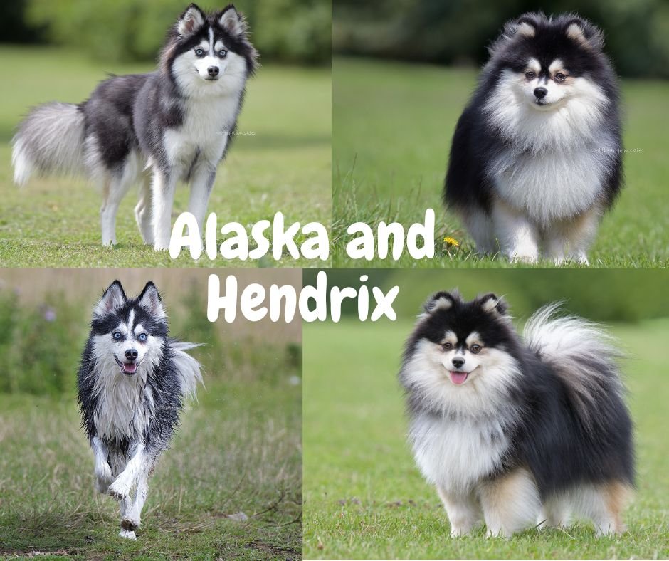 Alaska and Hendrix/ a new stud, 2024
