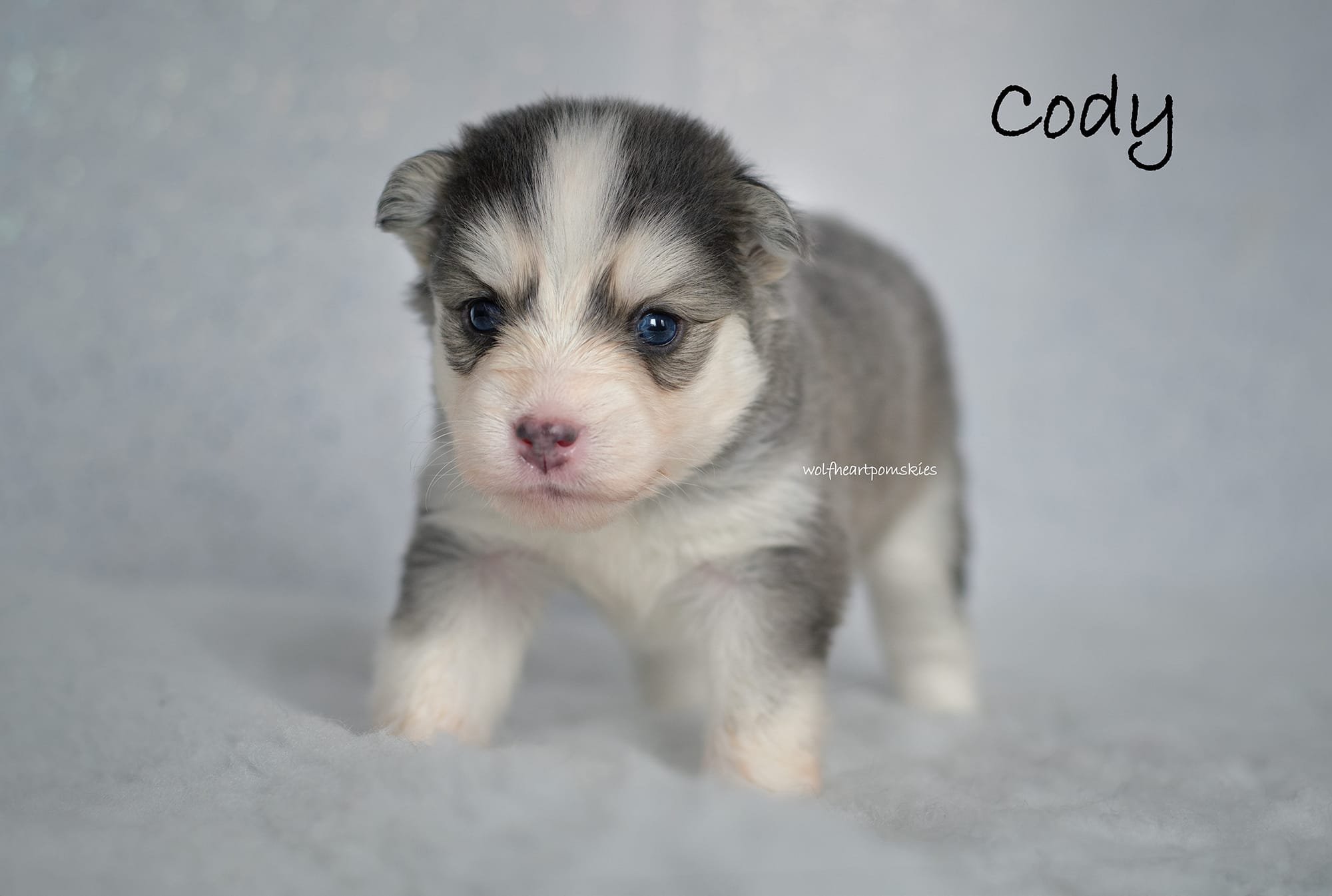 Cody, available to reserve