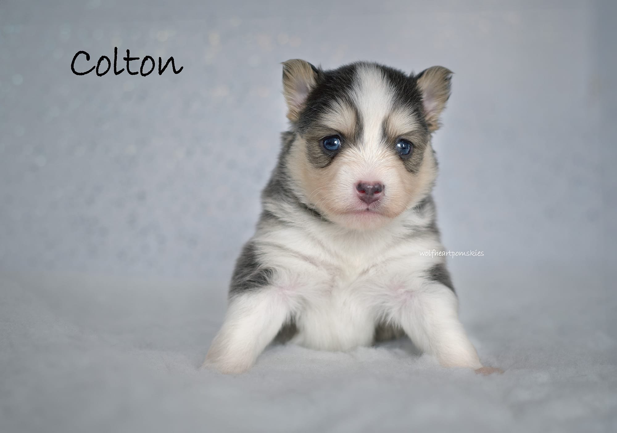 Colton, available to reserve