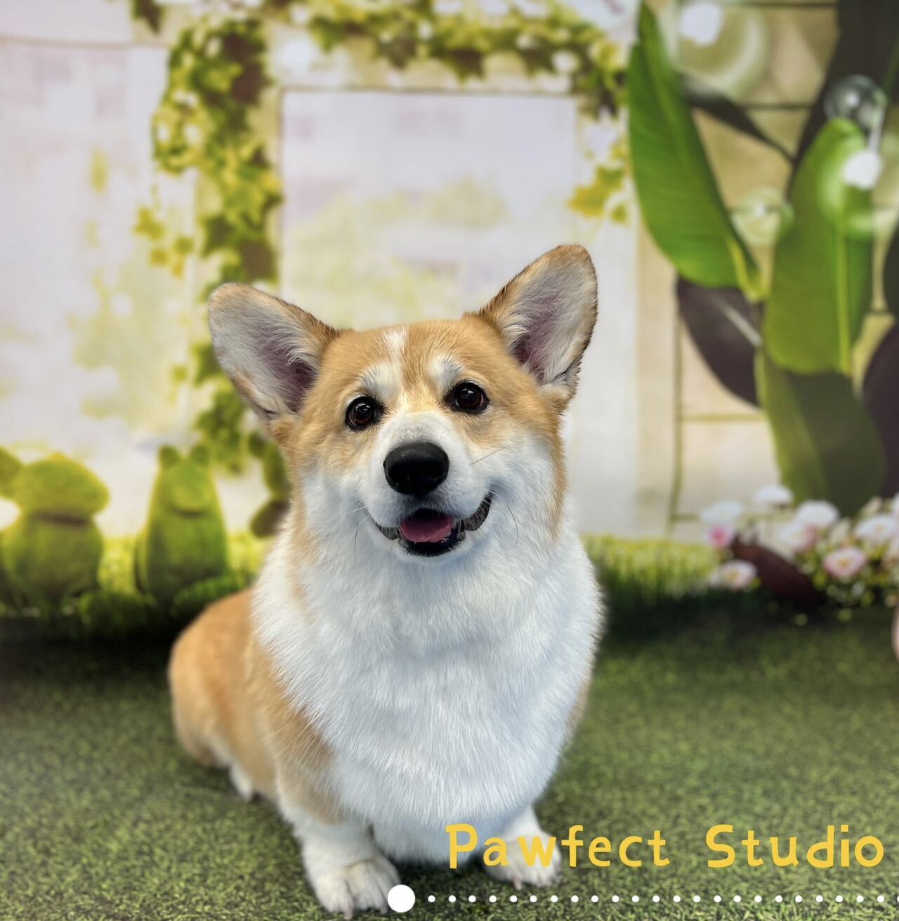 Professional Dog Grooming Auckland Pawfect Studio