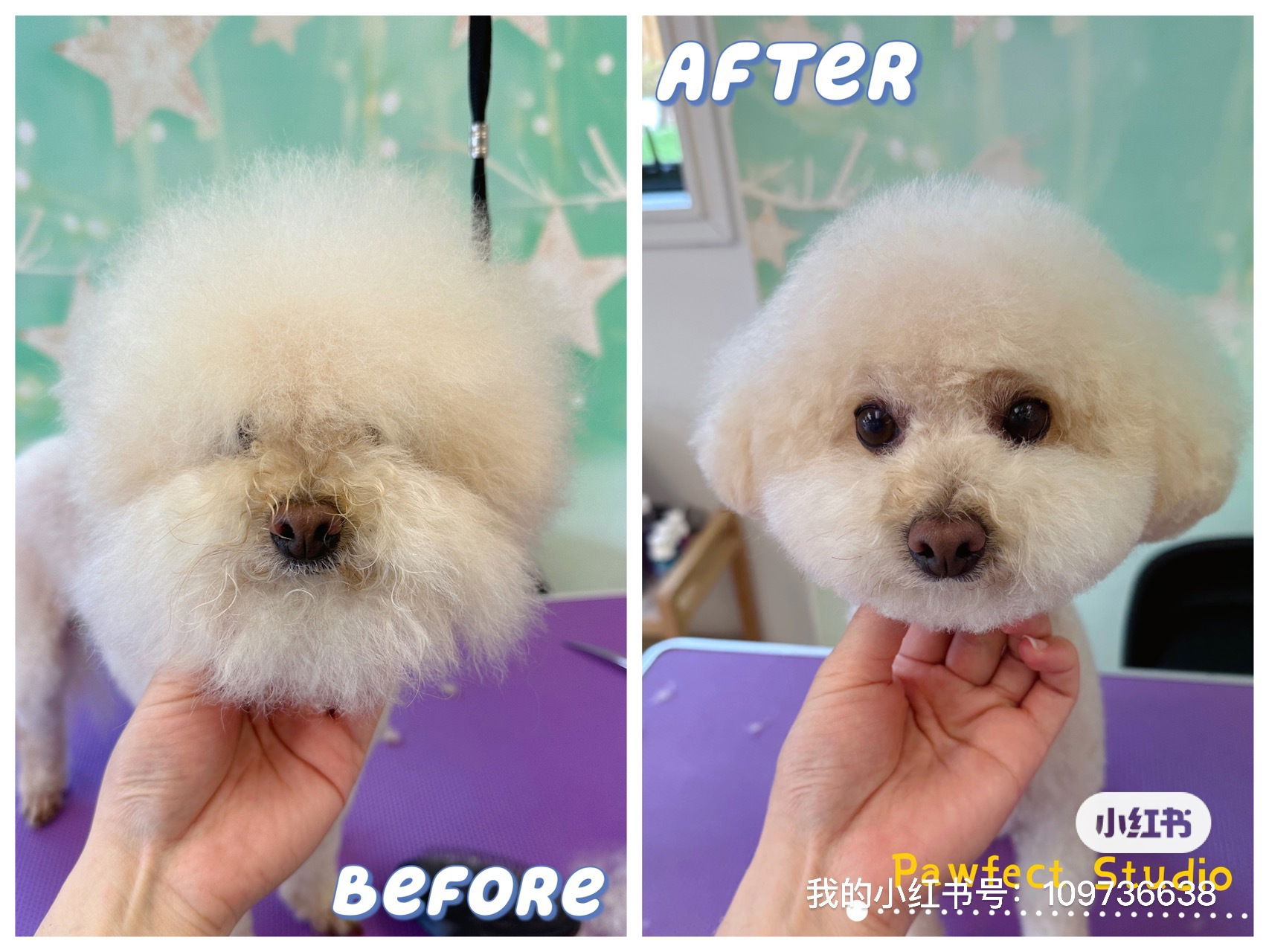 Professional Dog Grooming Auckland Pawfect Studio