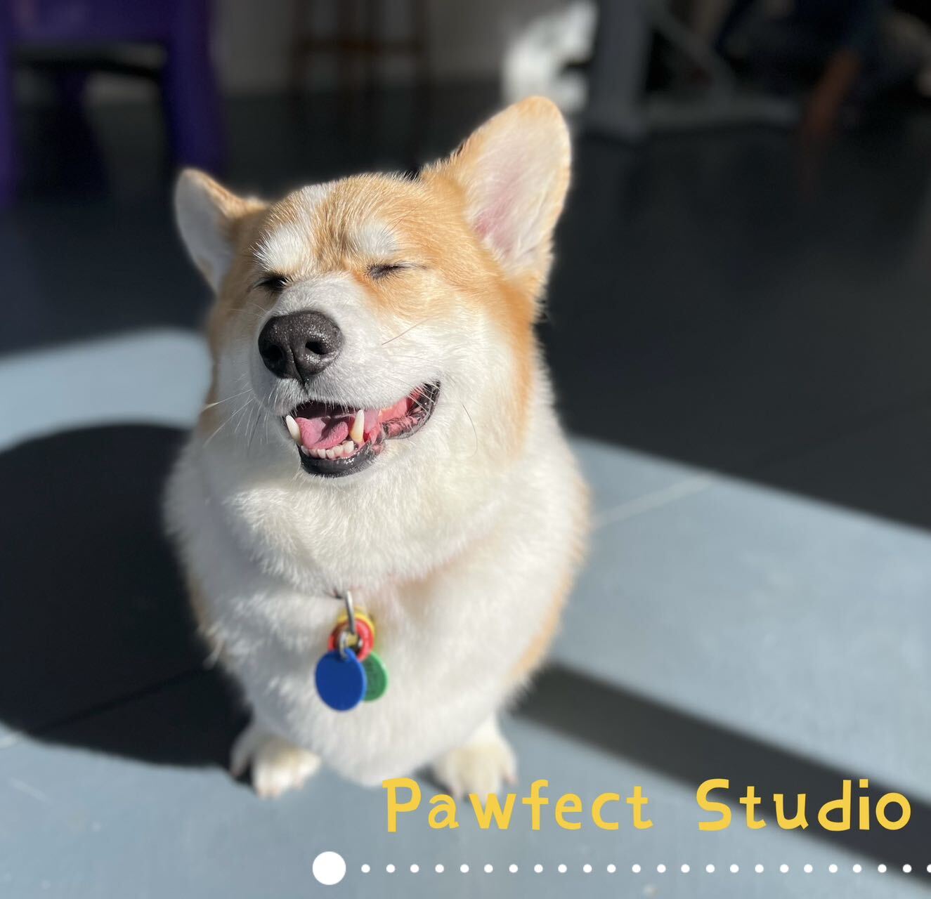 Professional Dog Grooming Auckland Pawfect Studio