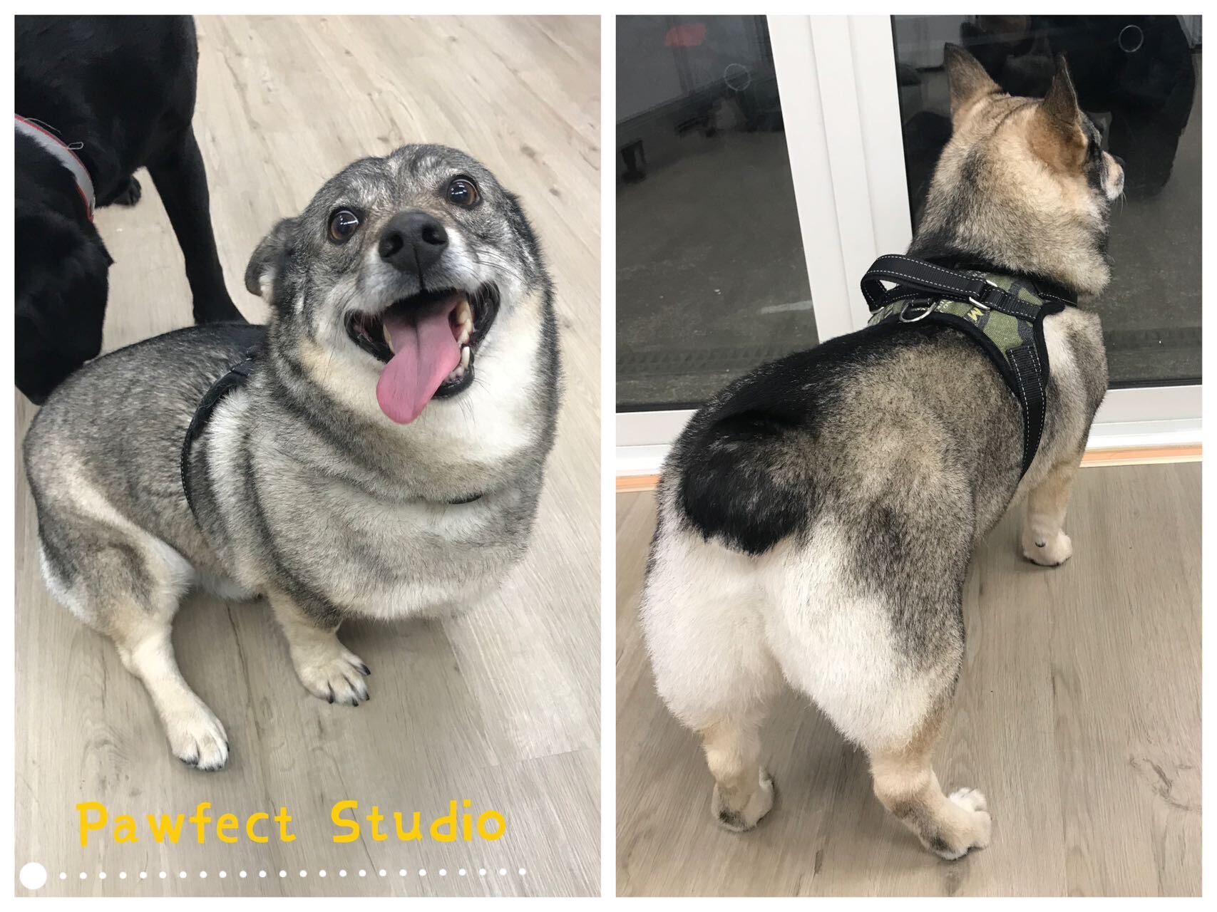 Professional Dog Grooming Auckland Pawfect Studio