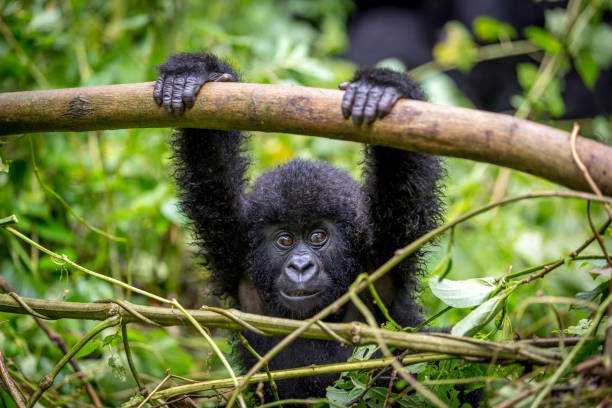 Jak mobily zachraňují gorily