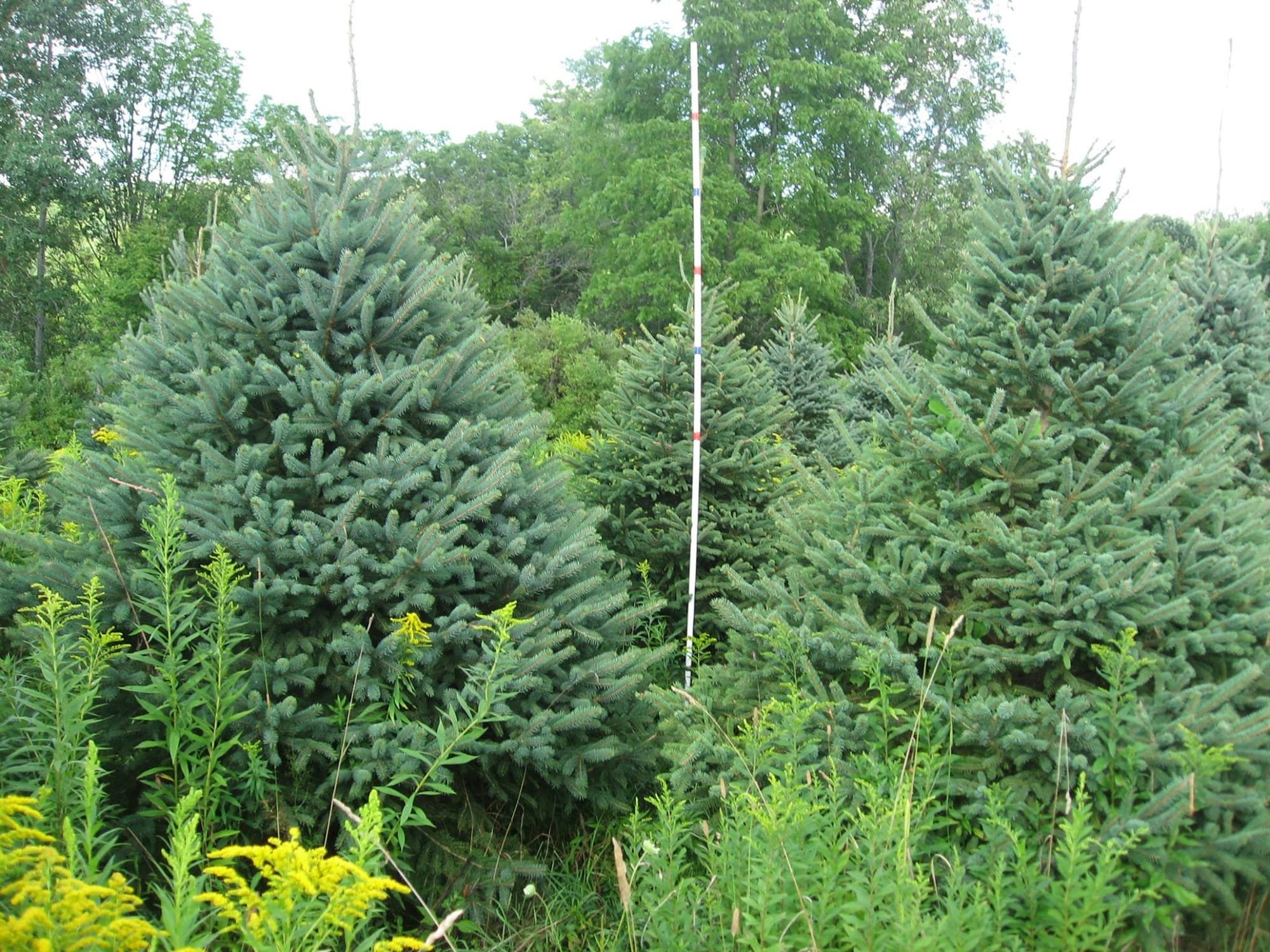 10 foot Measuring stick with fat spruces in August