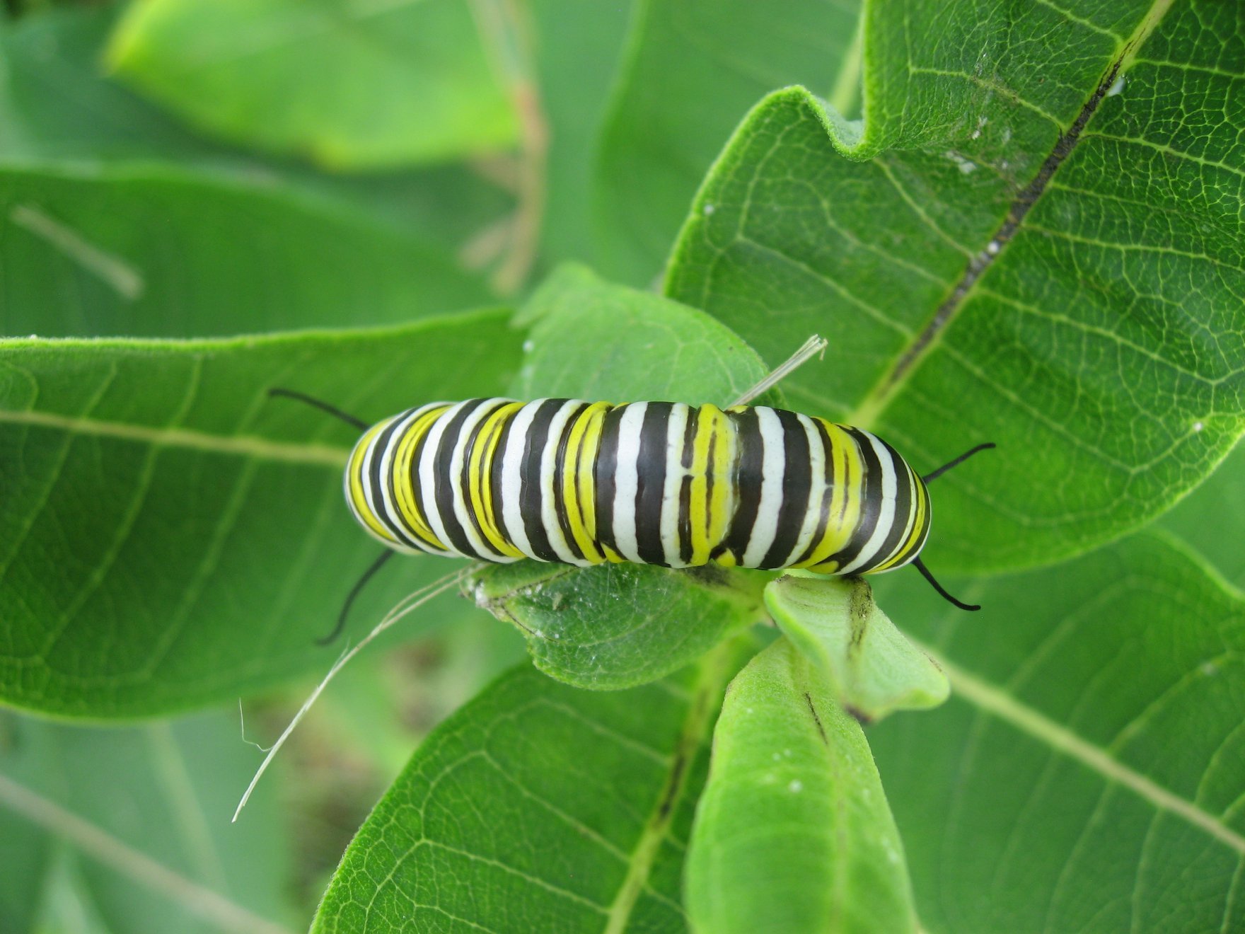 Monarch Caterpiller on milkweed