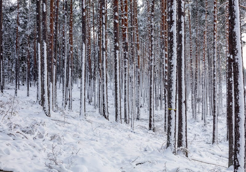 35 Winter in the forest Westergard Photo & Real estate