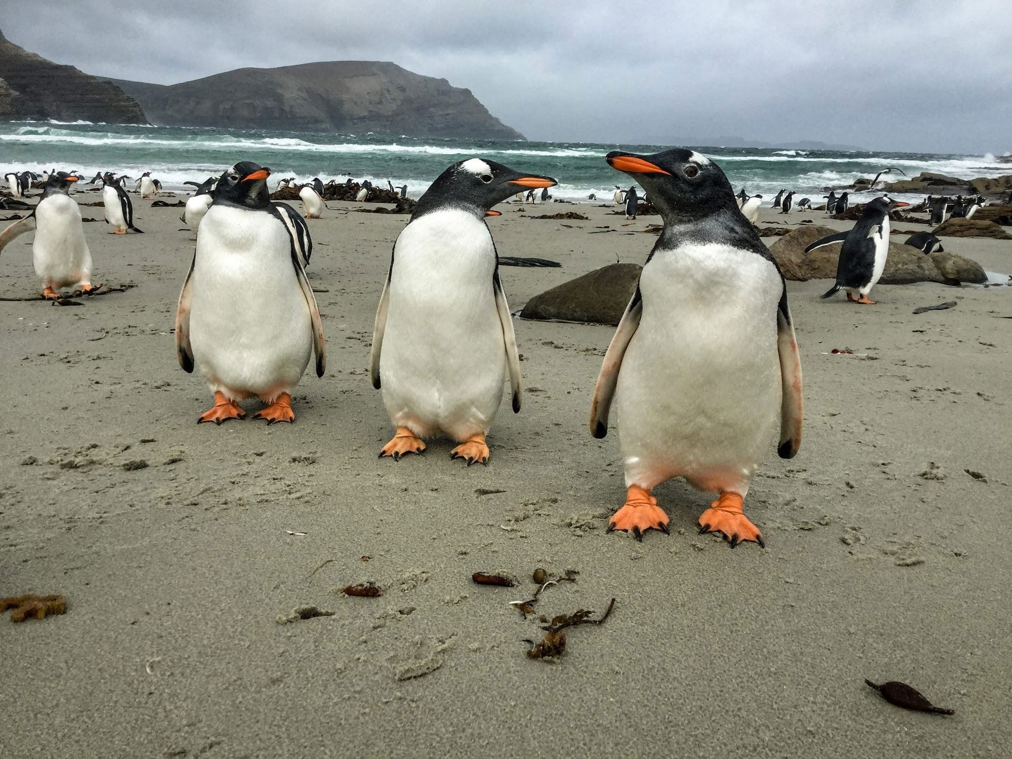 Gentoo Penguins