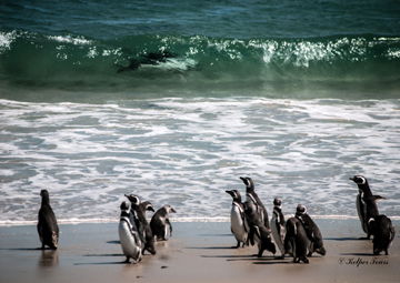 Jackass Penguins ( magellanic)