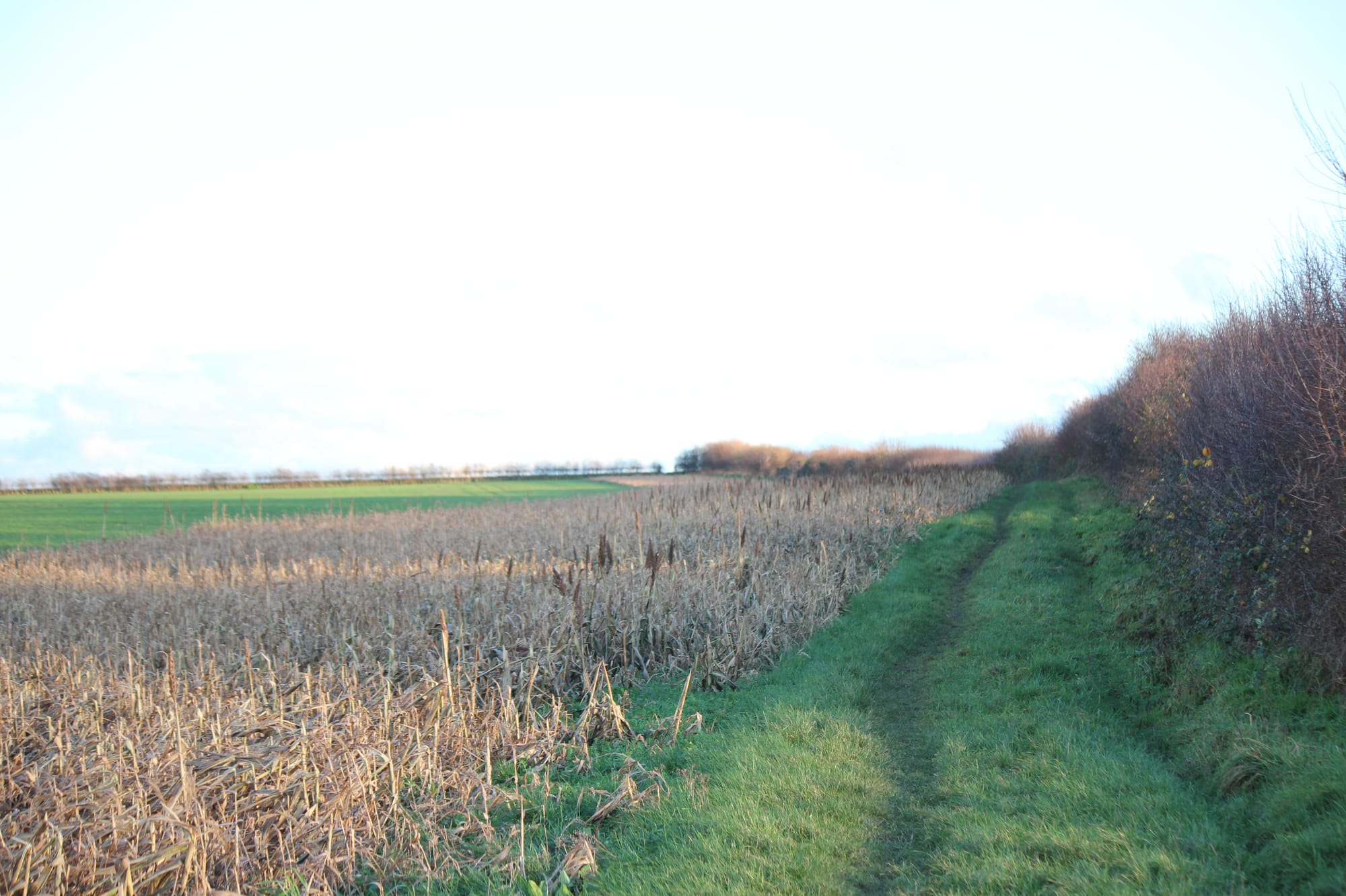 Footpath towards Alyesham