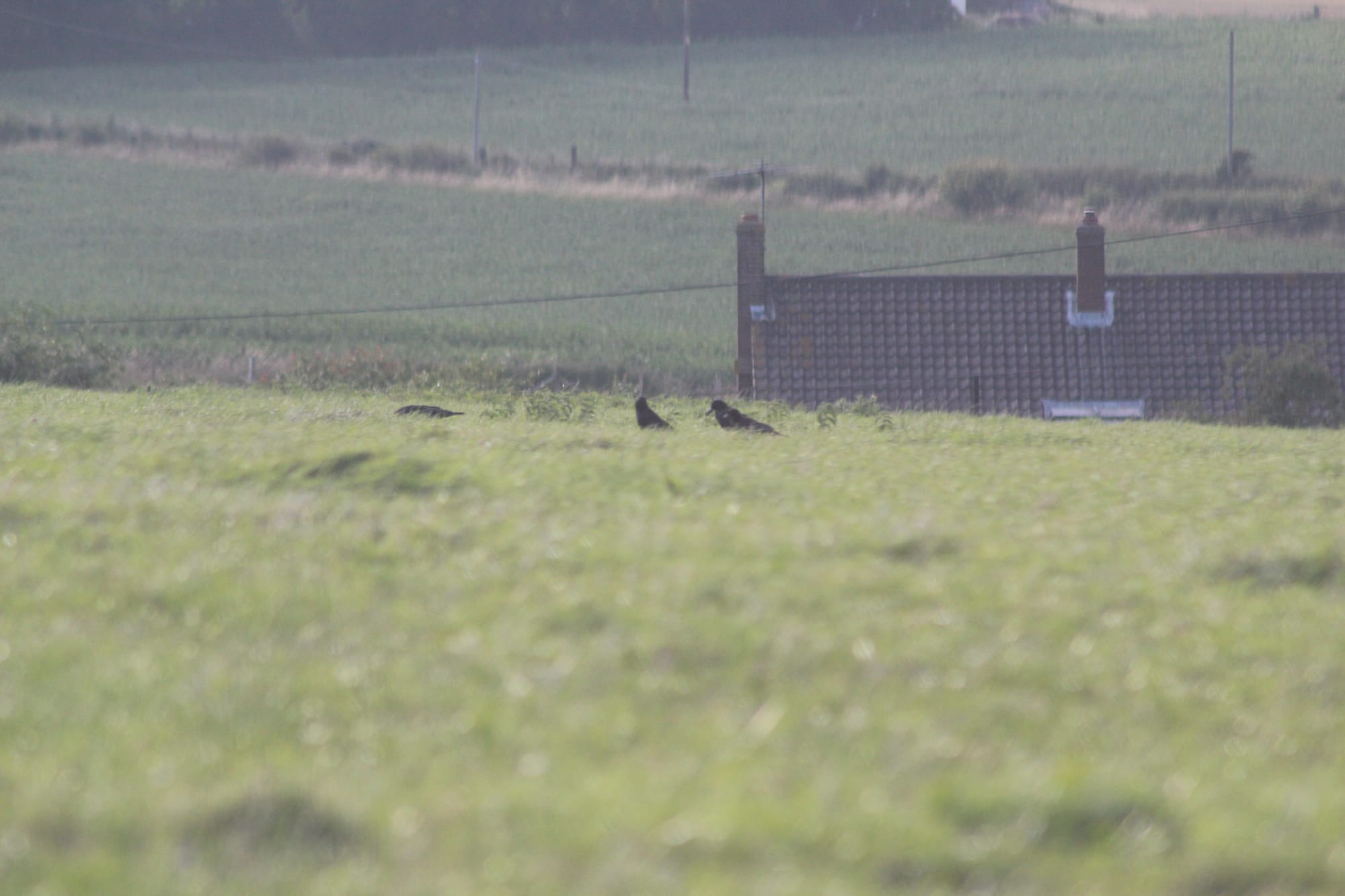 View from Little Cooting Farm