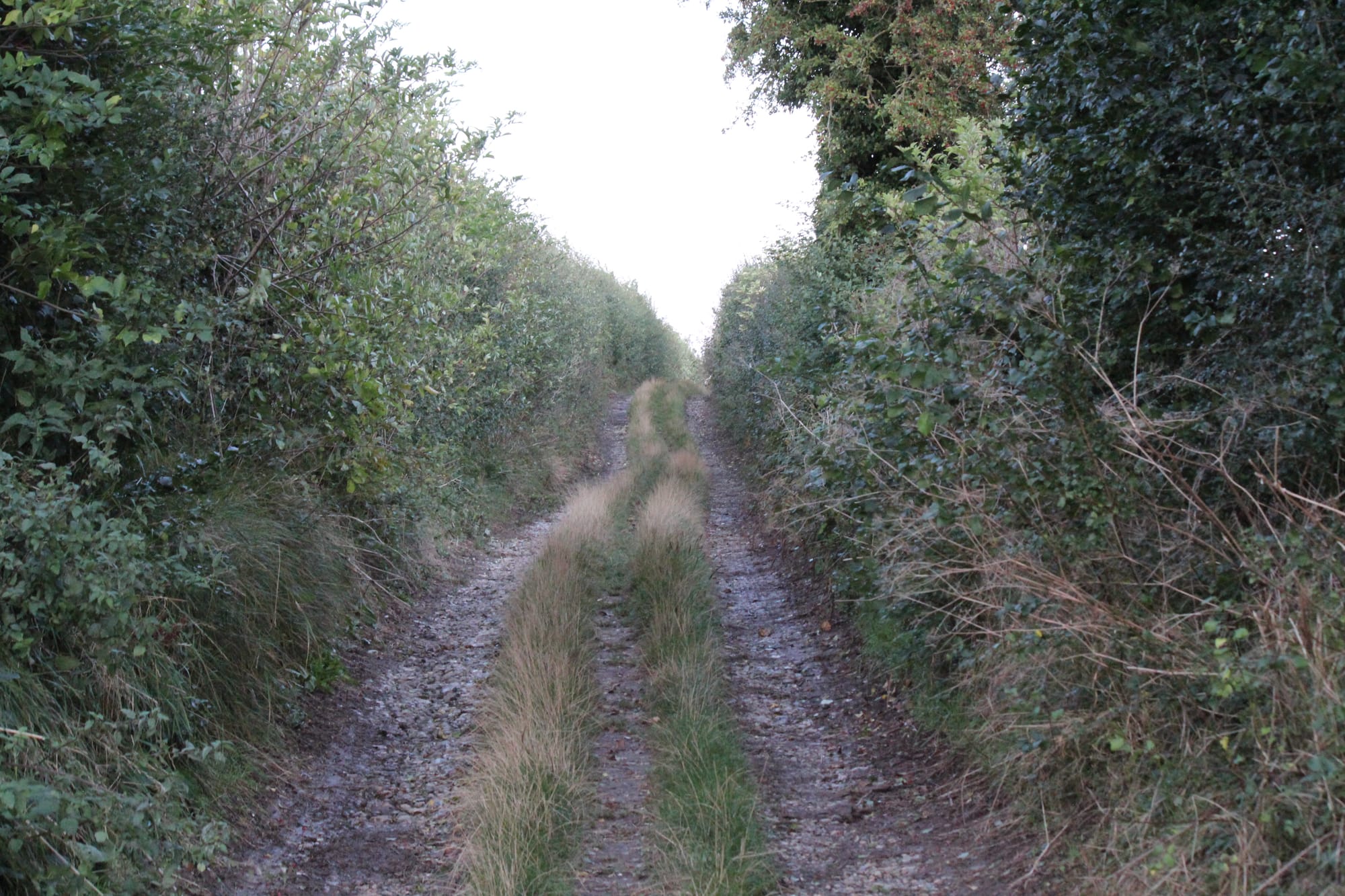 A beautiful lane from Adisham Street towards Little Cooting Farm