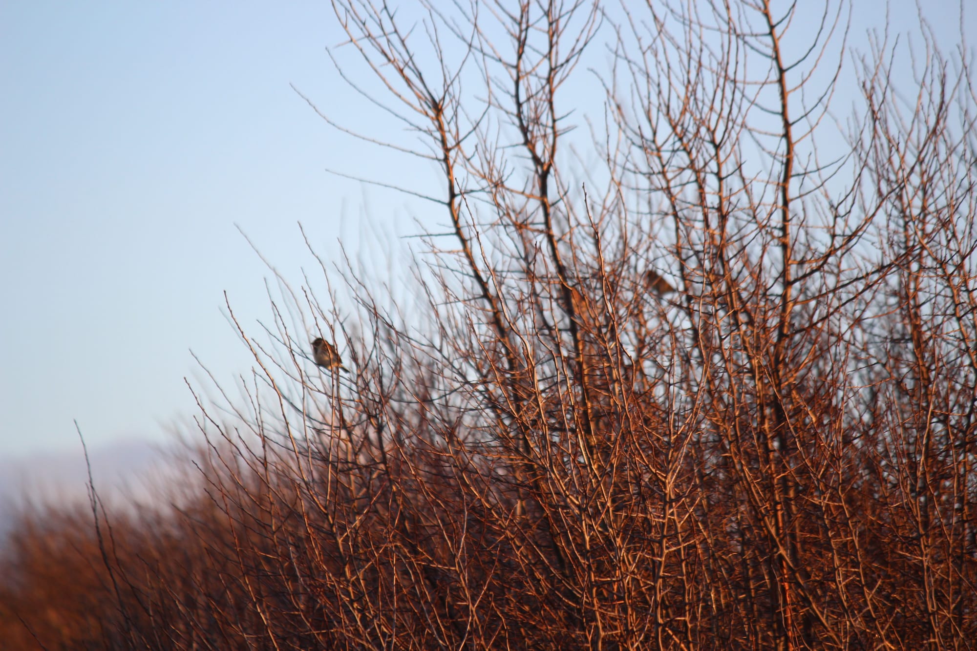 Wildlife around the fields near Little Cooting Farm