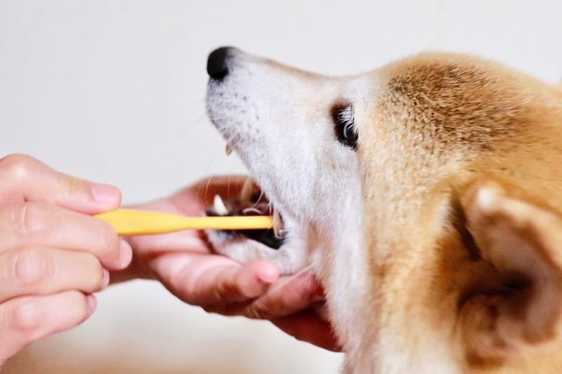 【終了】わんちゃんが歯磨きを好きになる！愛犬の歯磨き教室