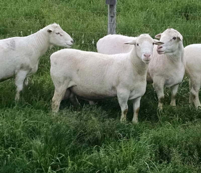 (Milk-Fat) Dorper Hair sheep Lambs - Miller Farm - Finished Livestock