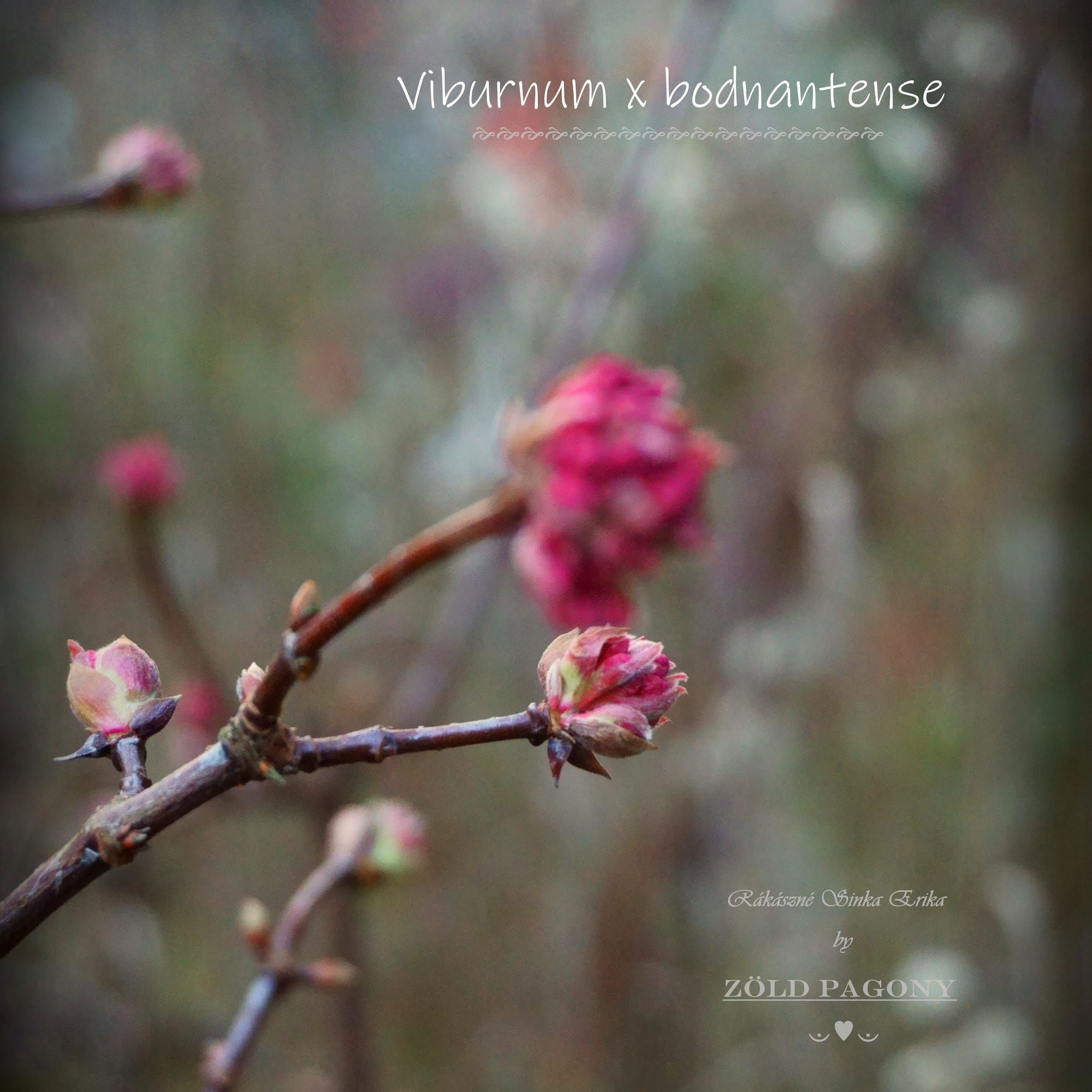 Viburnum bodnantense  (kikeleti bangita)