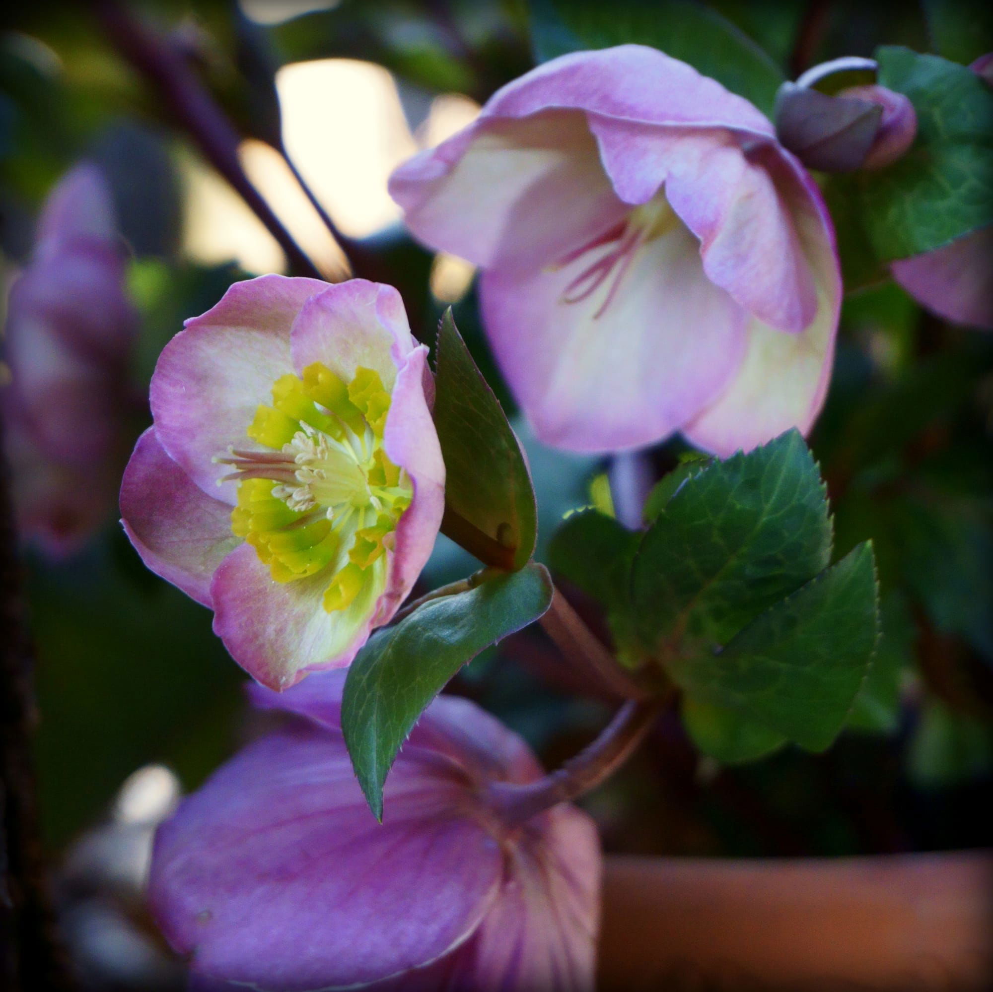 Helleborus  (Hunyorok)