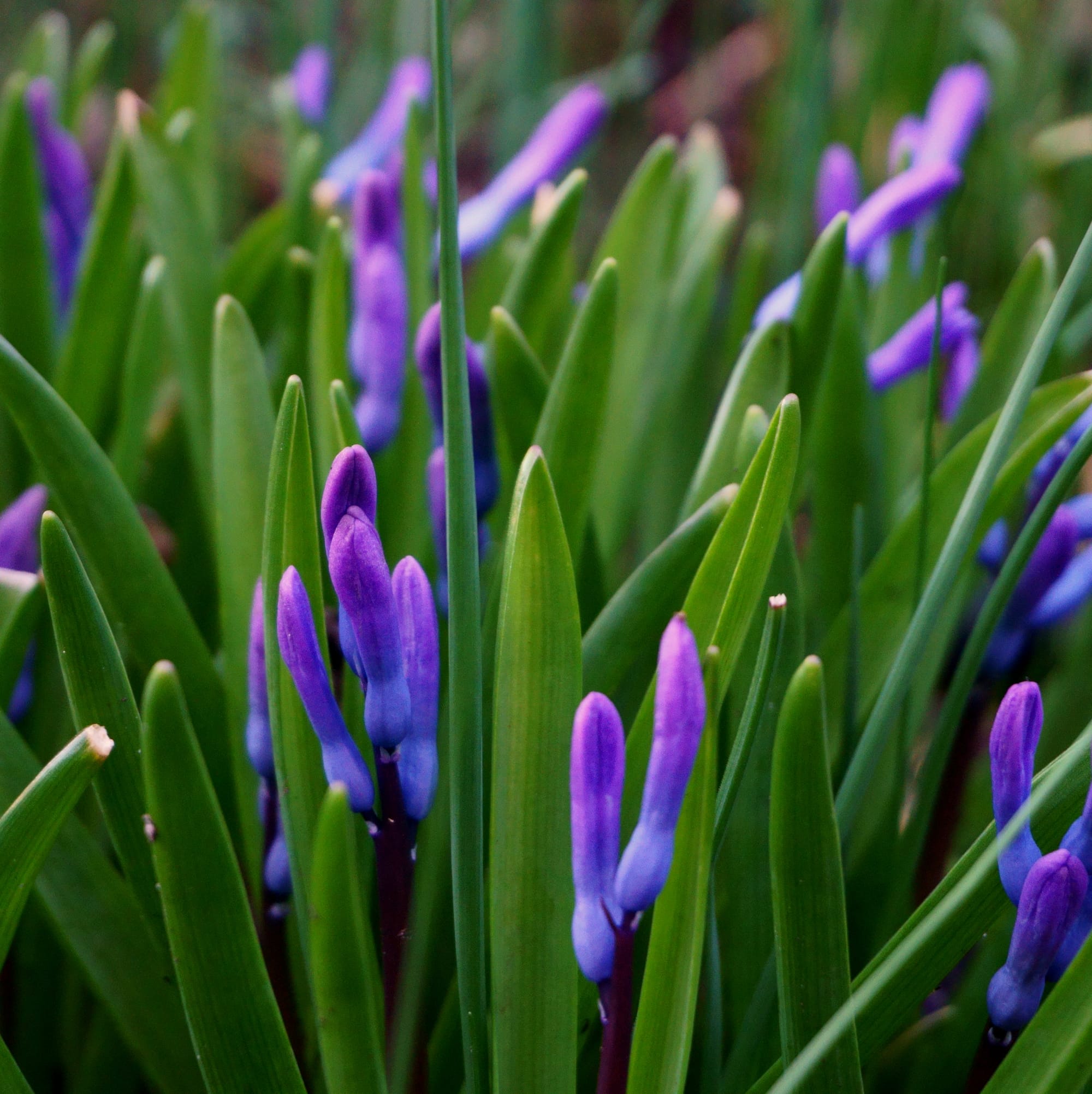 Hyacinthus orientalis (Kerti Jácint)