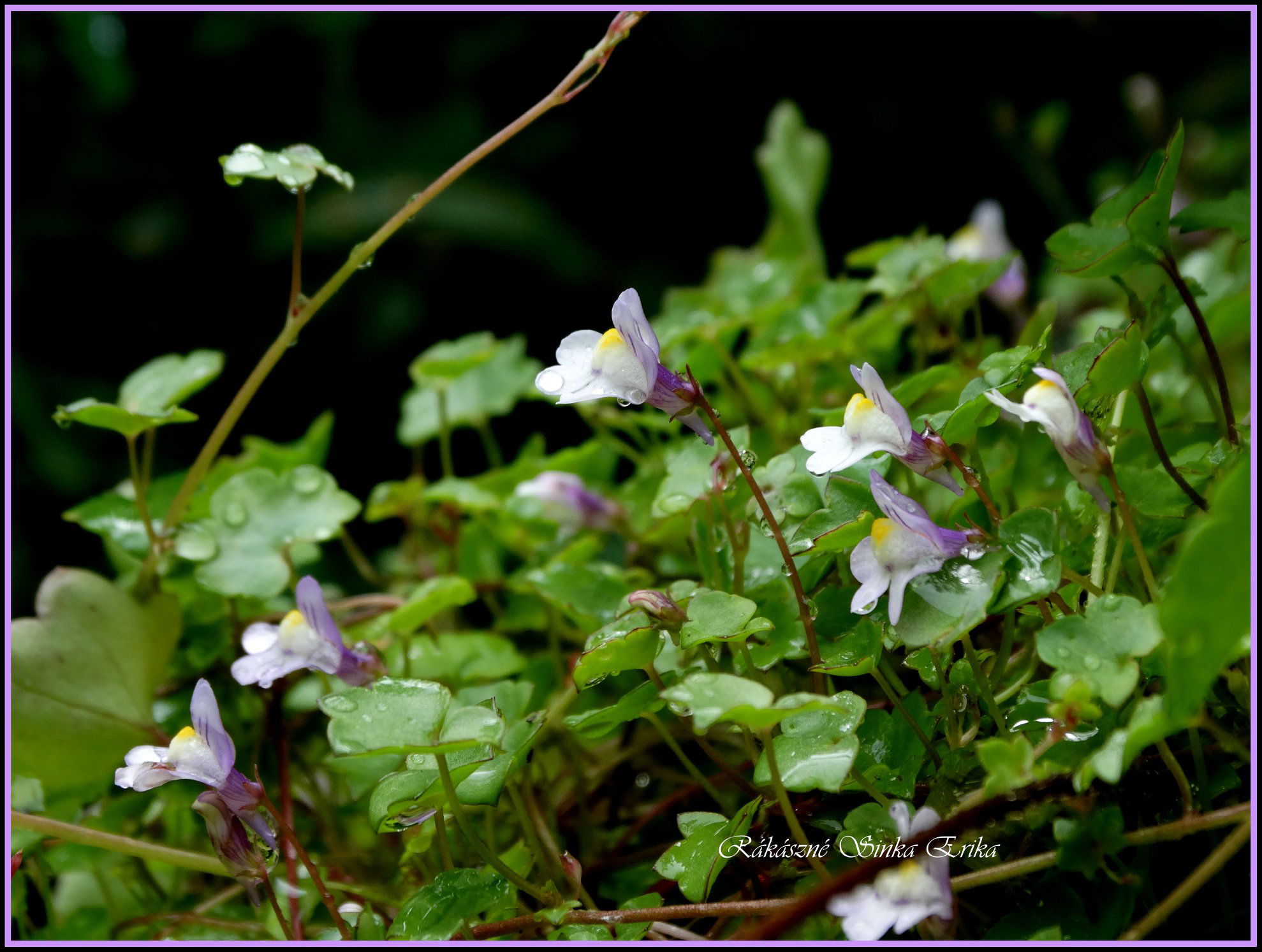 Cymbalaria muralis/Linaria cymbalaria  (Kőfali pintyő)