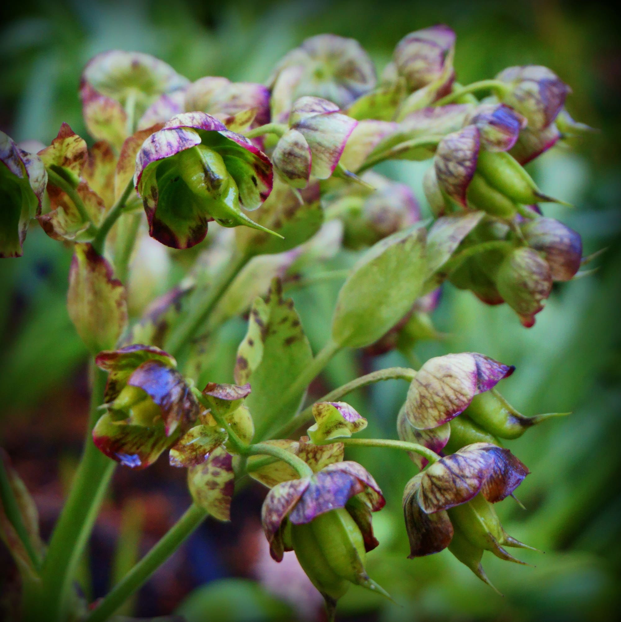 Helleborus foetidus  (Szagos hunyor)