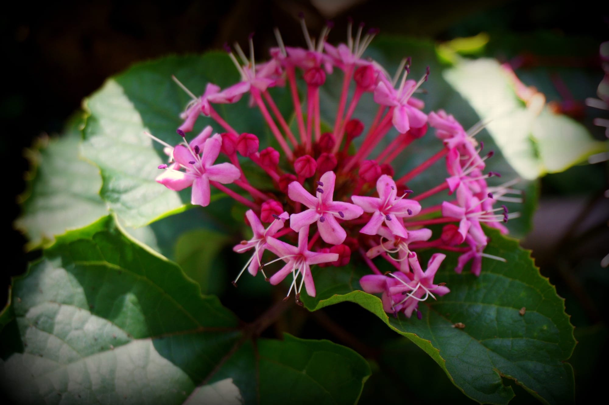 Clerodendrum bungei (vörösödő végzetcserje)