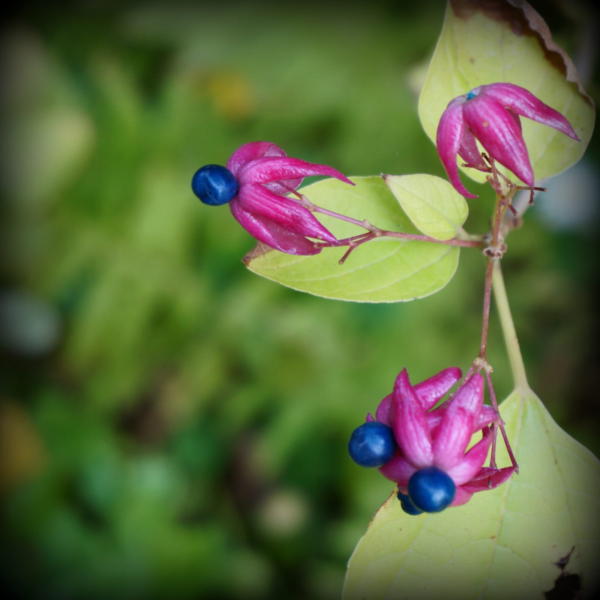 Clerodendrum trichotomum Fargesii  (kései végzetcserje)