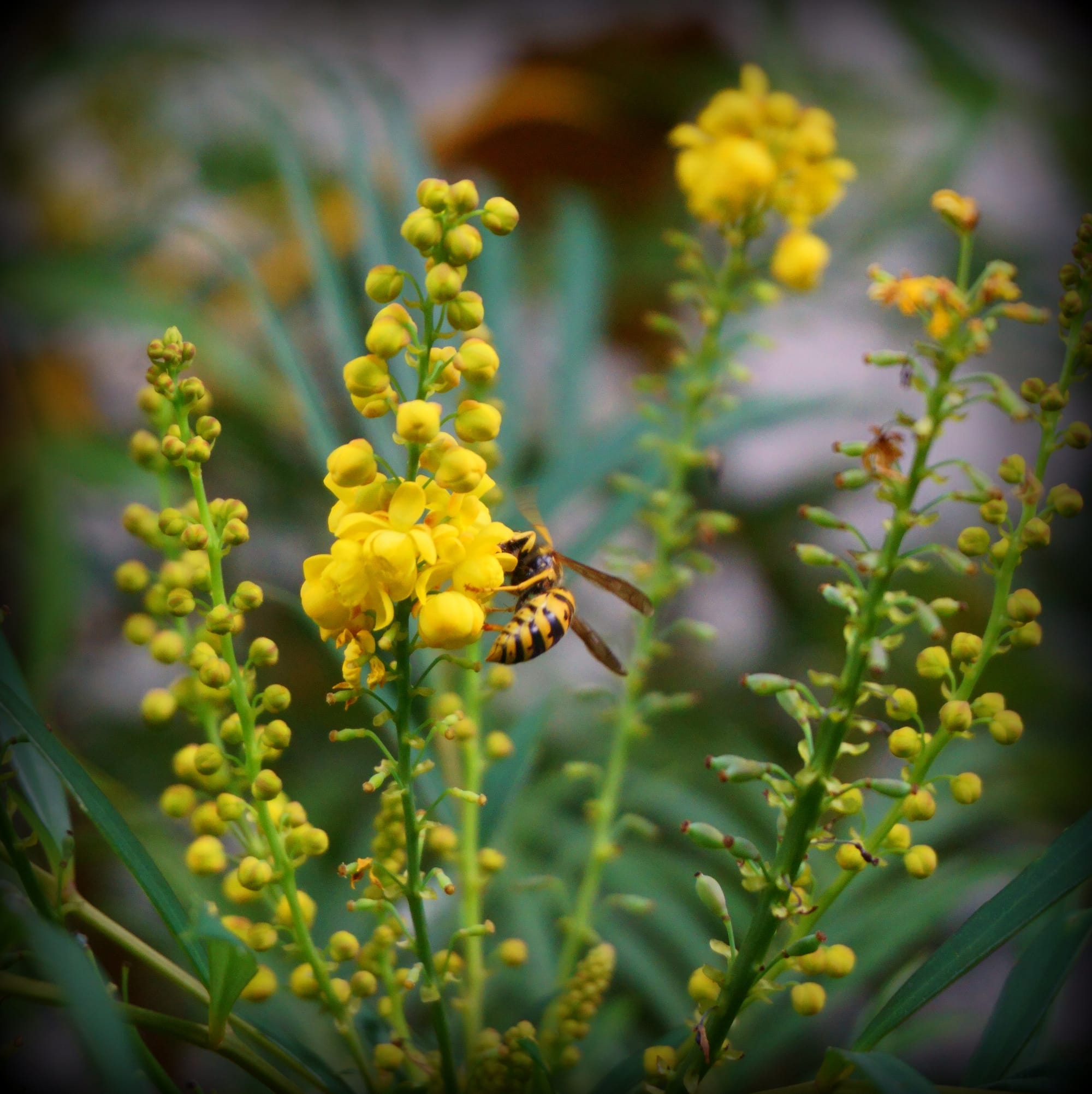 Mahonia confusa „Nara hiri” (keskeny levelű mahónia)