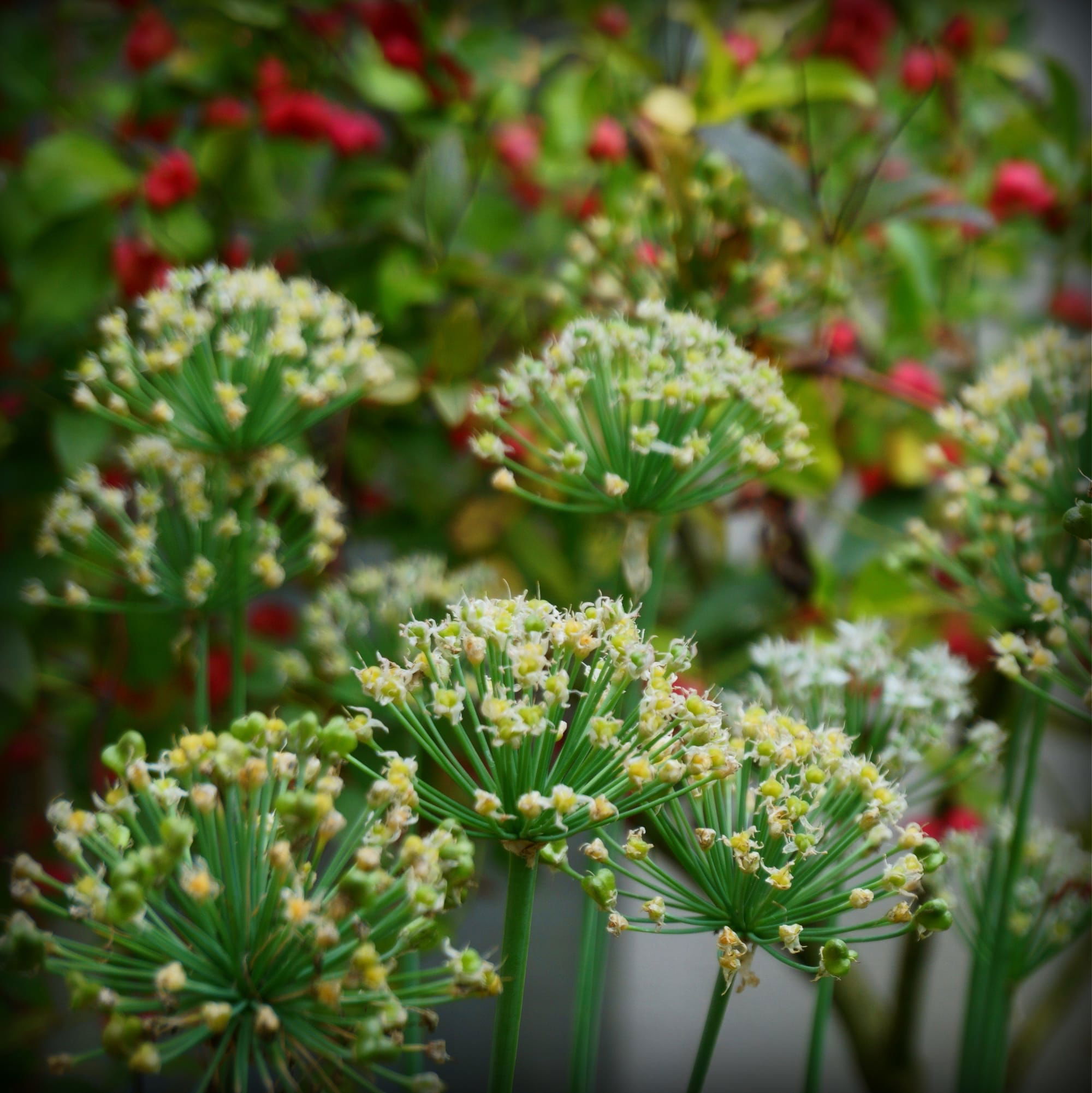 Allium tuberosum (kínai metélőhagyma)