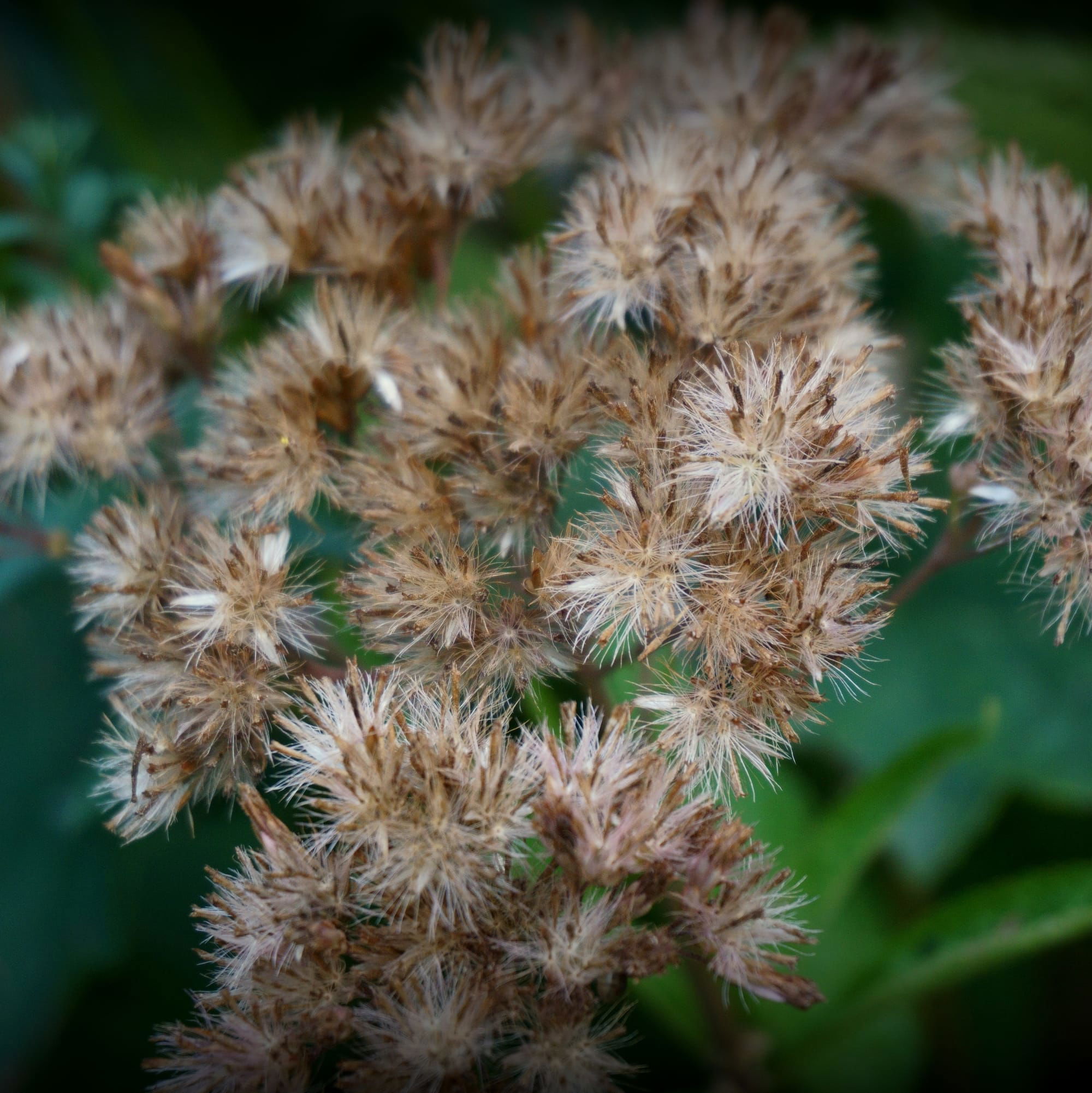 Eupatorium, Eutrochium (sédkender)