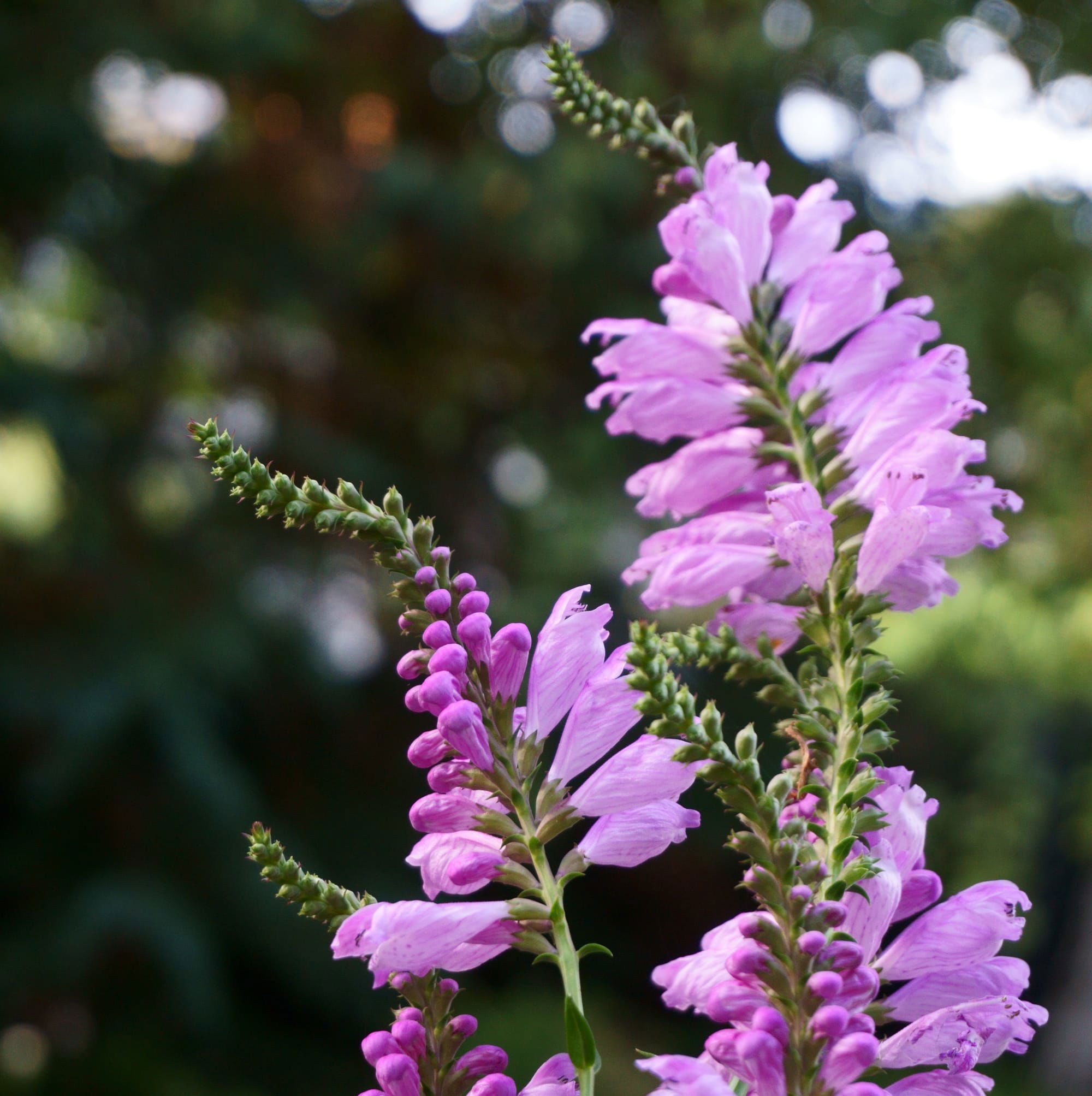 Physostegia virginiana "Rosea" (füzérajak) rózsaszín