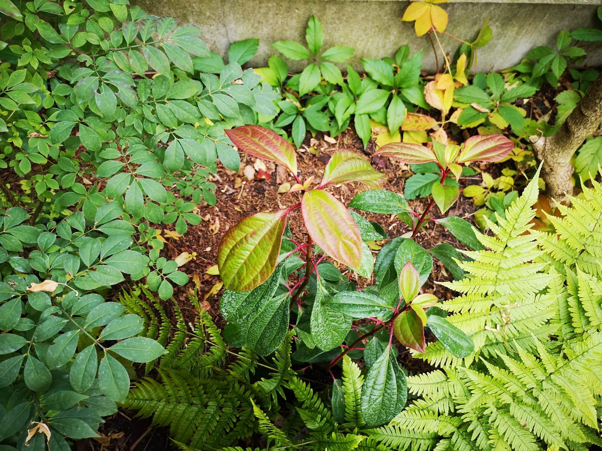 Viburnum cinnamomifolium (Fahéj levelű bangita, illatos bangita)