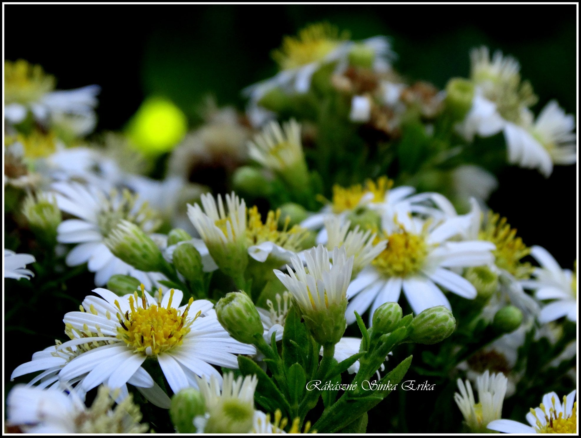 Aster ageratoides 'Starshine' (gerebcsin)