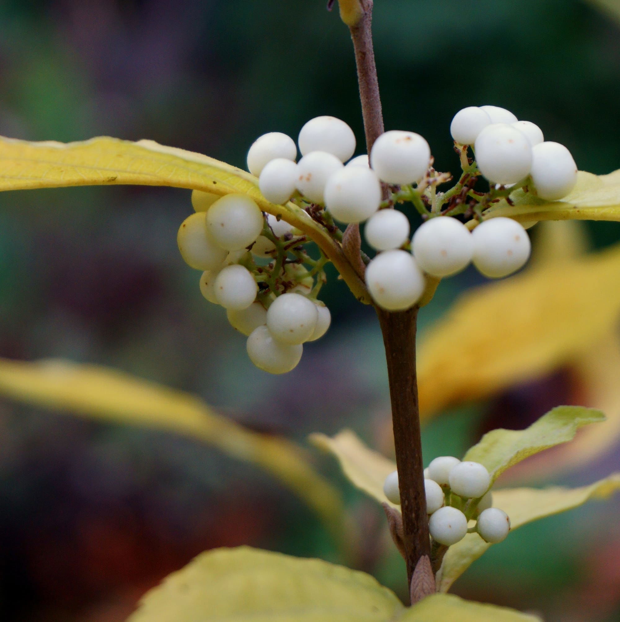 Callicarpa dichotoma "Magical Snow queen" (mágikus hókirálynő)