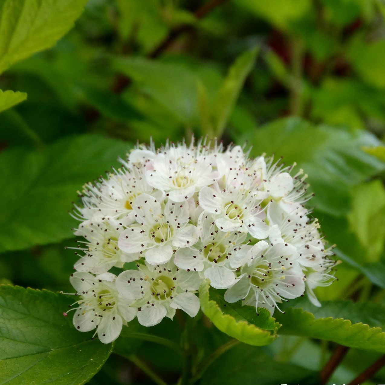 Physocarpus opulifolius (Bangitalevelű hólyagvessző)