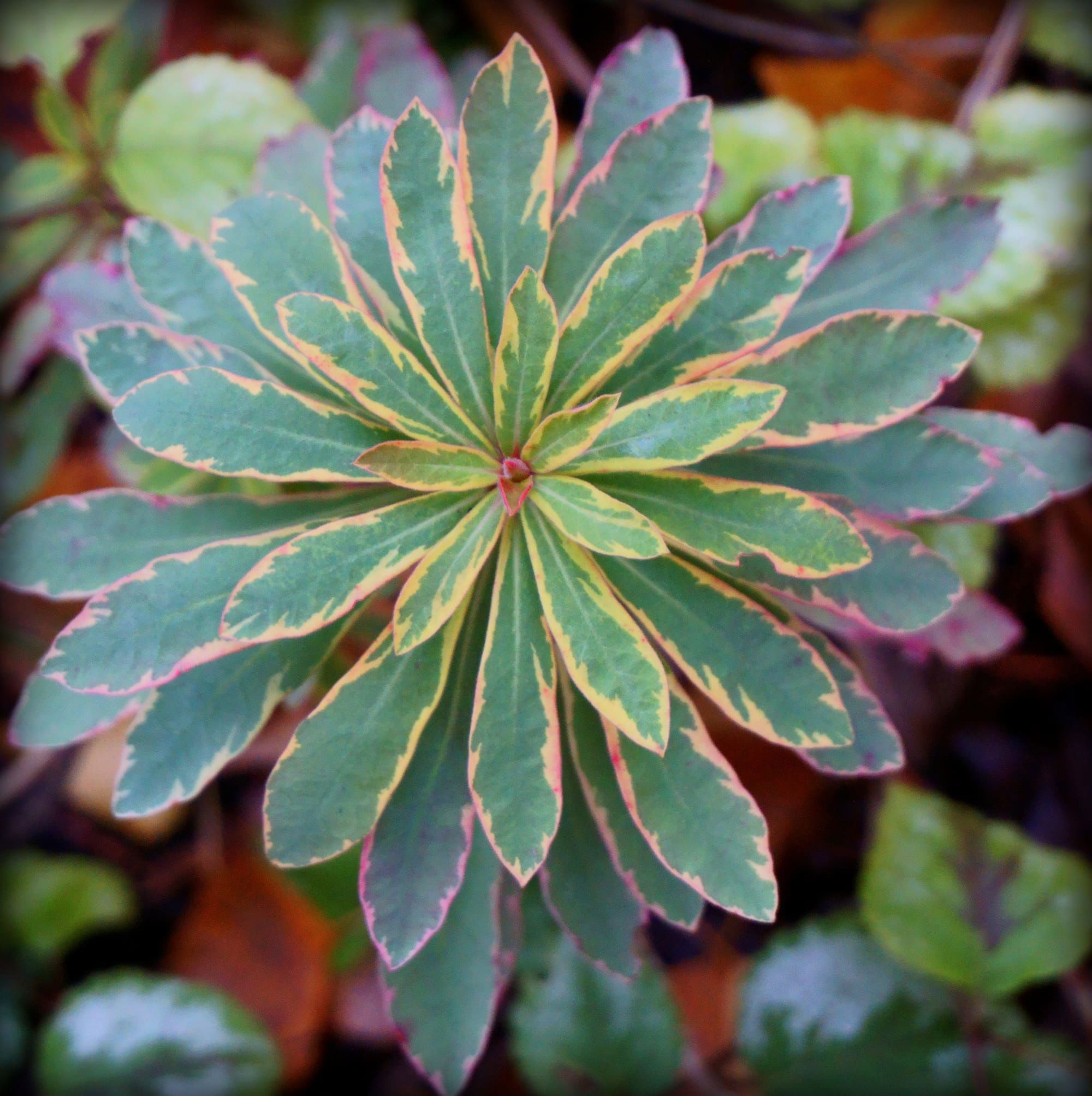 Euphorbia (kutyatej)