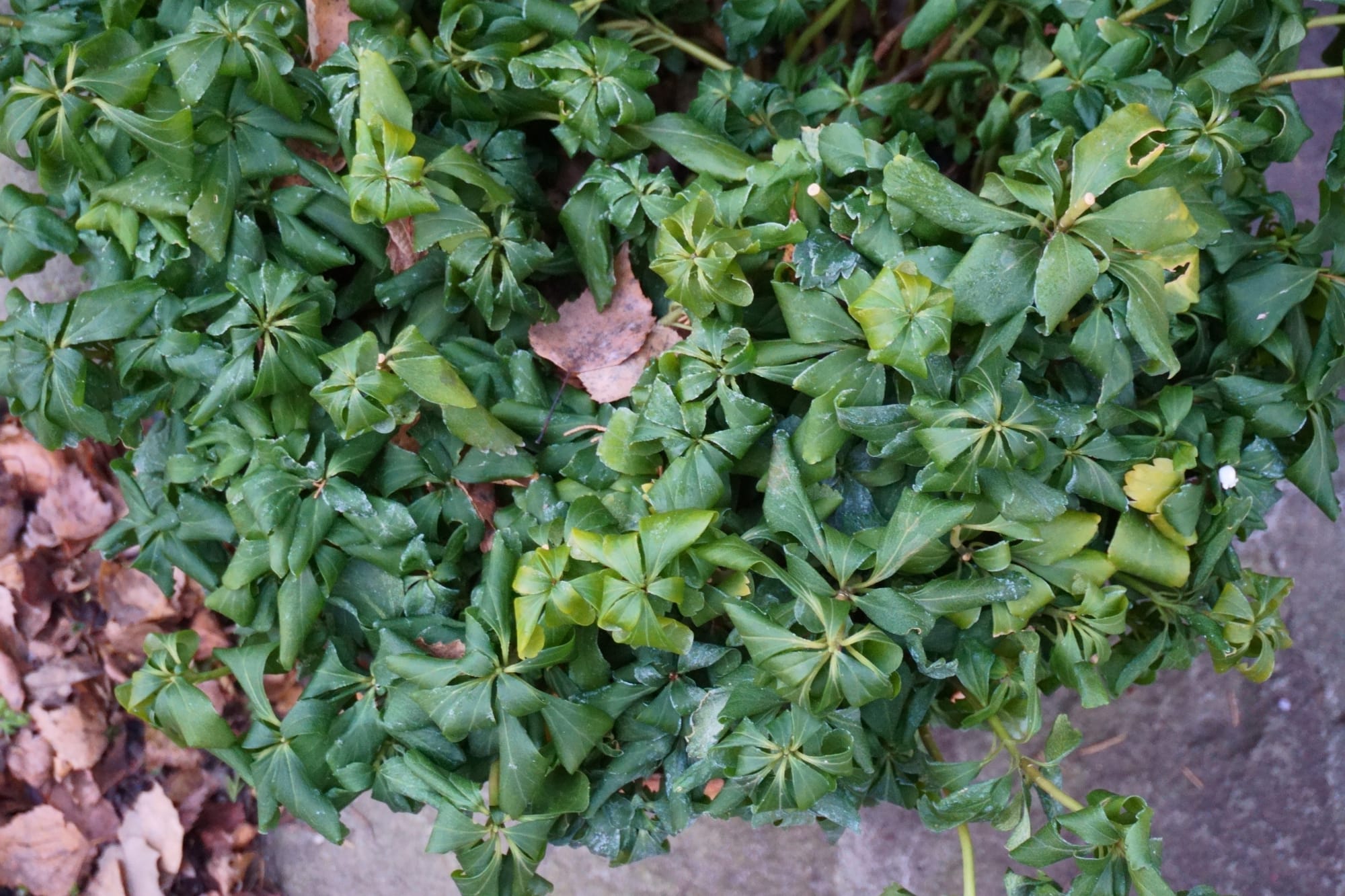 Pachysandra terminalis (japán Kövérke)