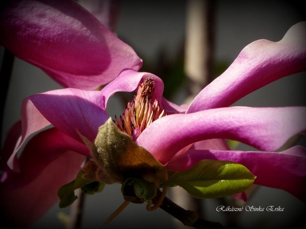 Magnolia 'Susan' (nagyvirágú liliomfa)