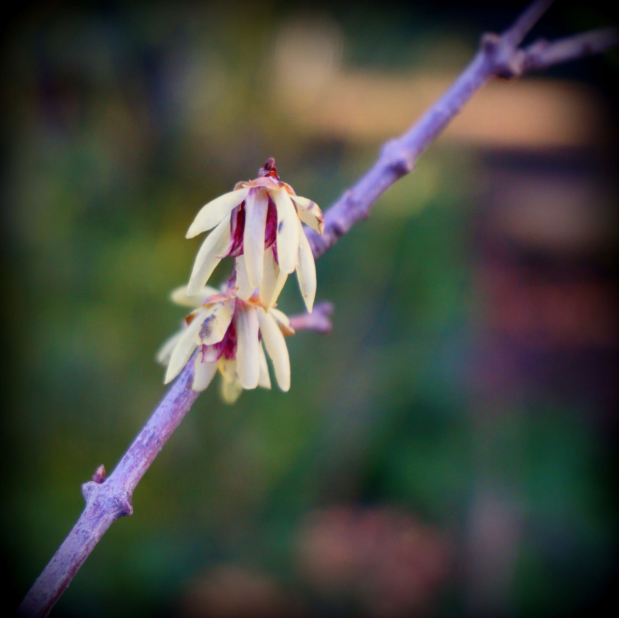 Chimonanthus praecox (illatos tündérfa)