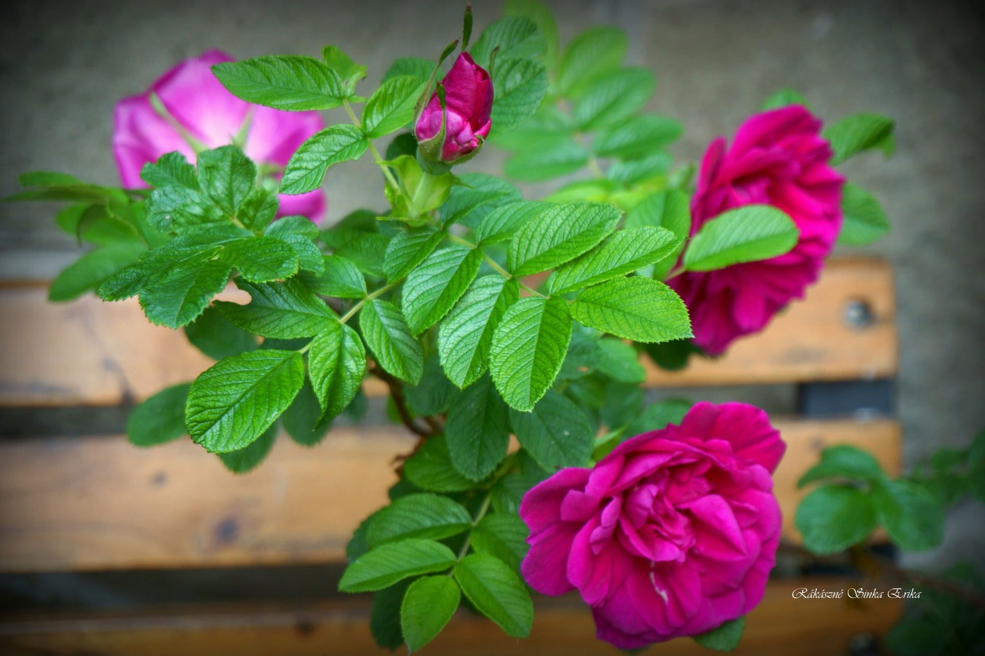 Rosa rugosa (japán rózsa)