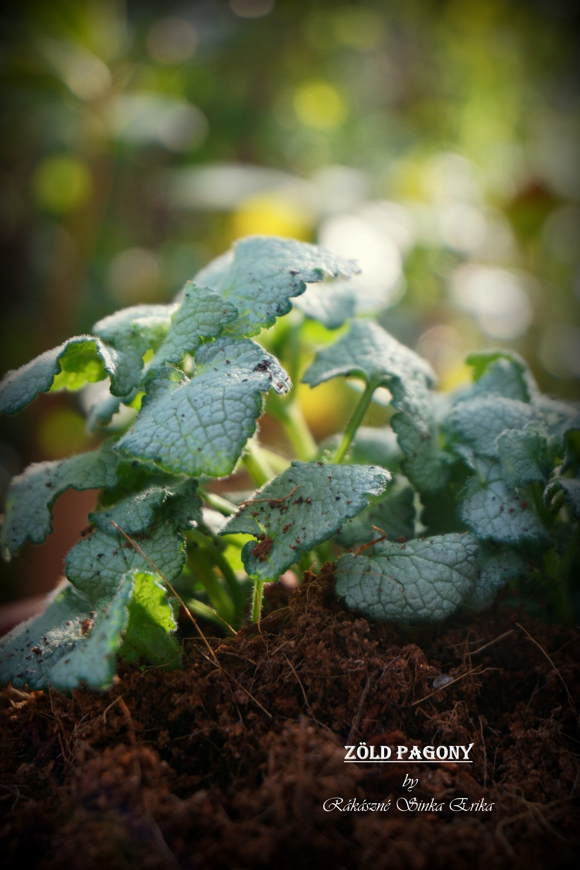 Lamium (árvacsalán)