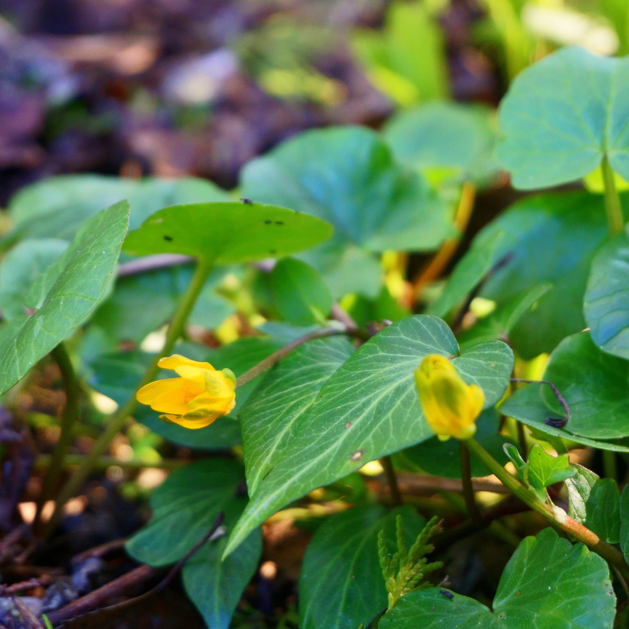 Ranunculus ficaria (saláta boglárka)