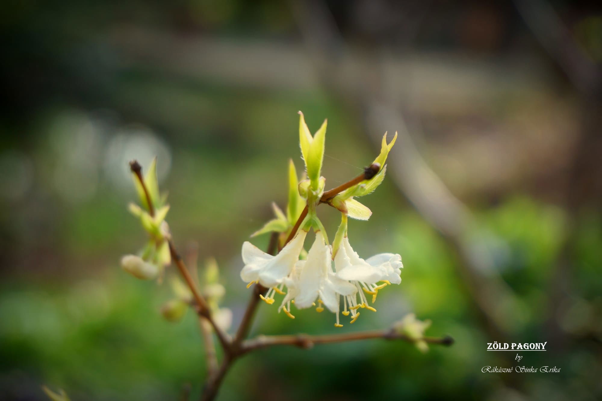 Lonicera purpusii ‘Winter Beauty’ (tél szépe lonc)