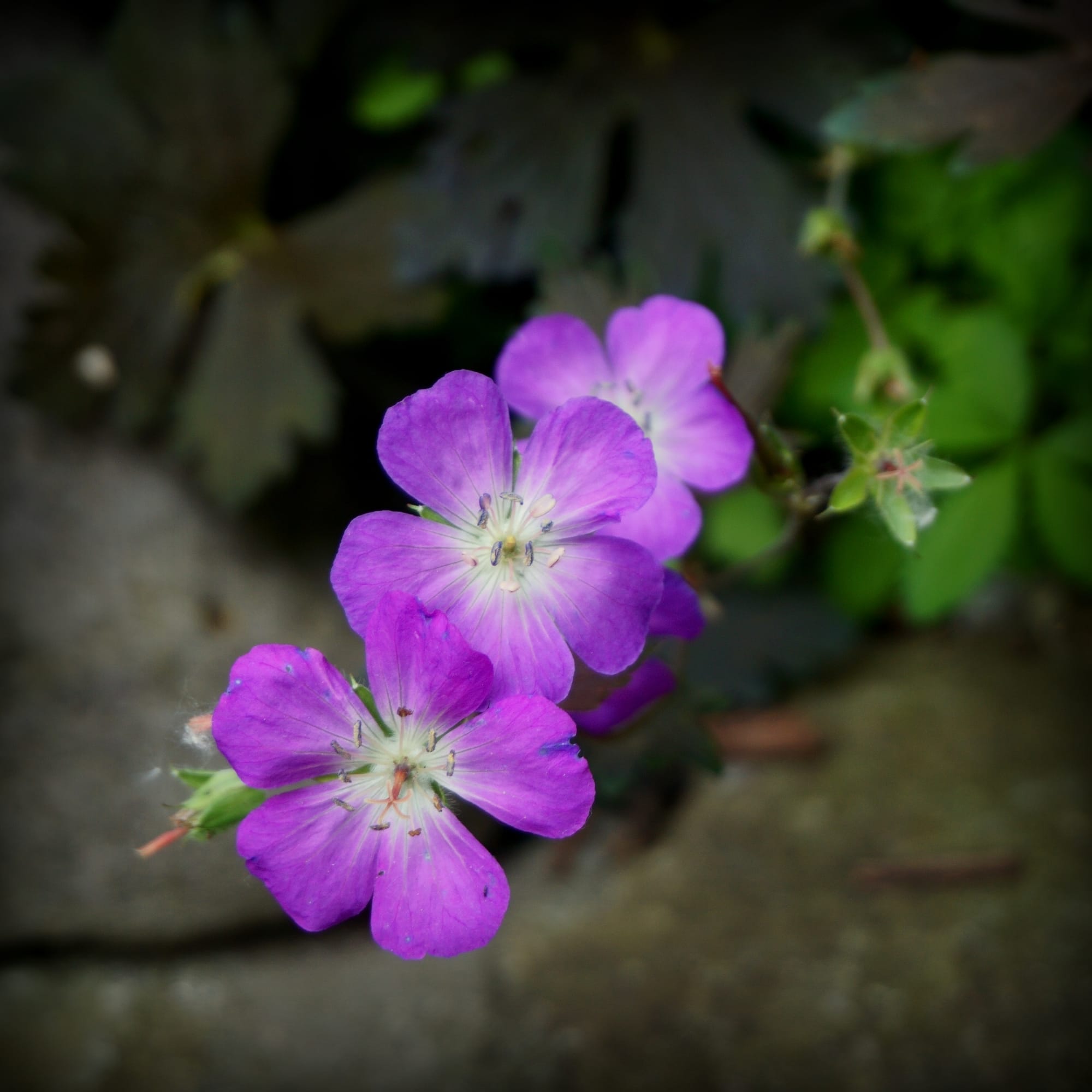 Geranium maculatum "Stormy Night" (gólyaorr)