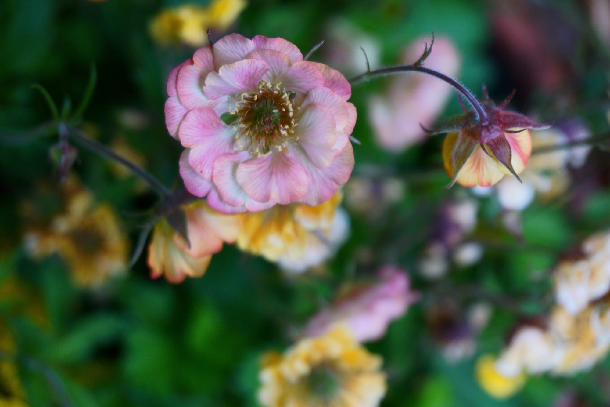 Geum